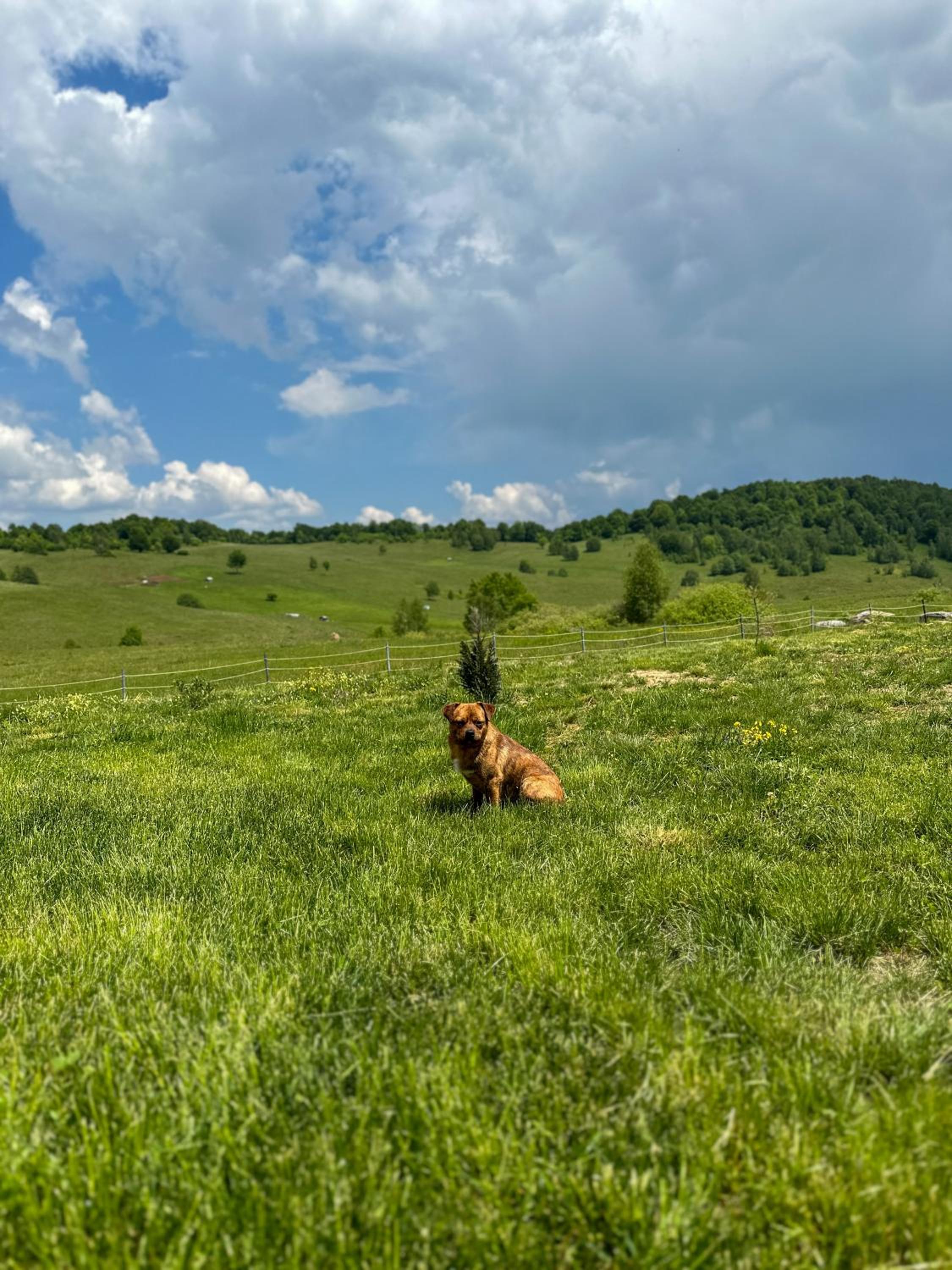 Căsuțele din Poiană view 3