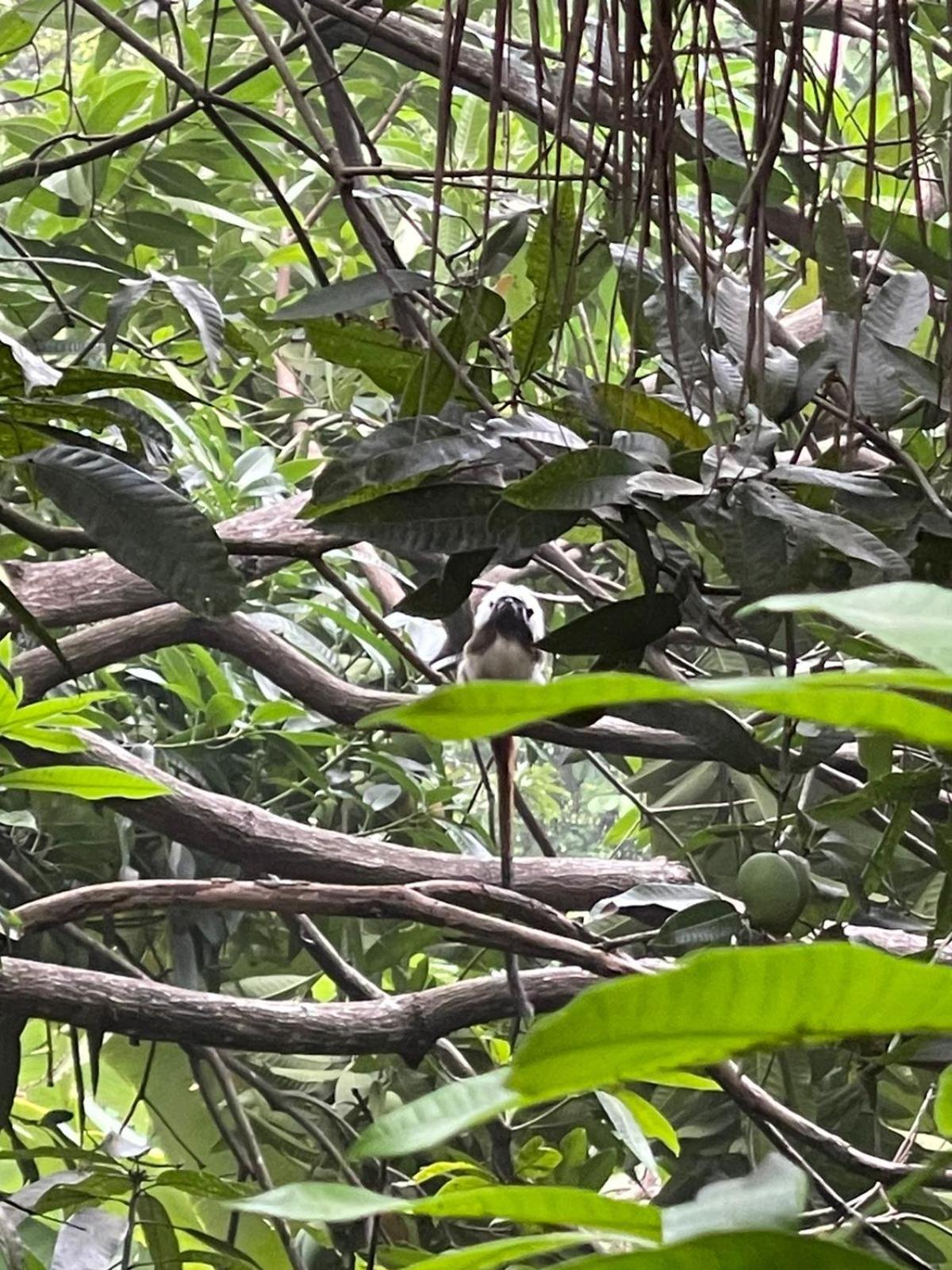 EcoHostal Rio Piedra