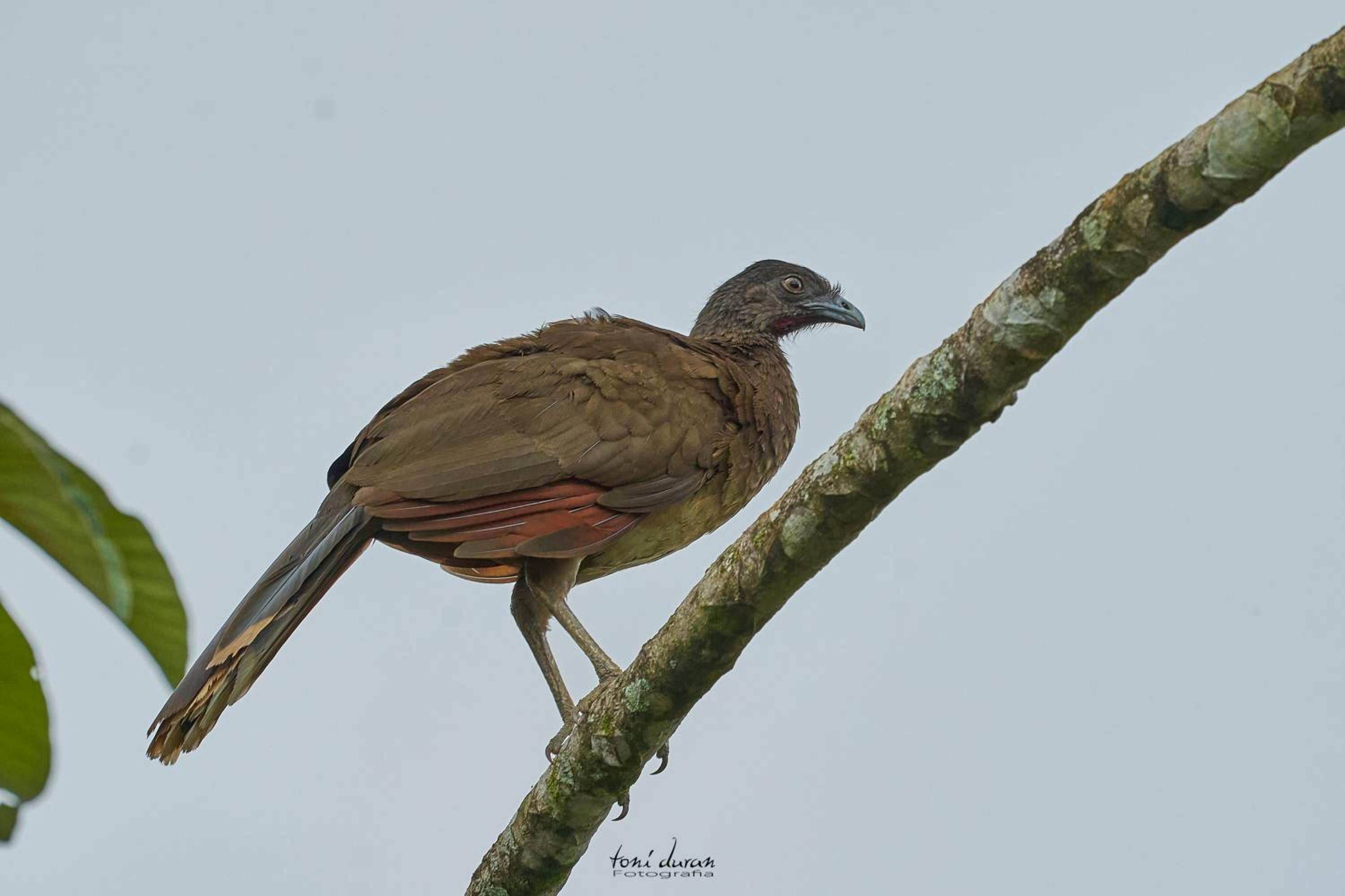 Birds & Breakfast Costa Rica