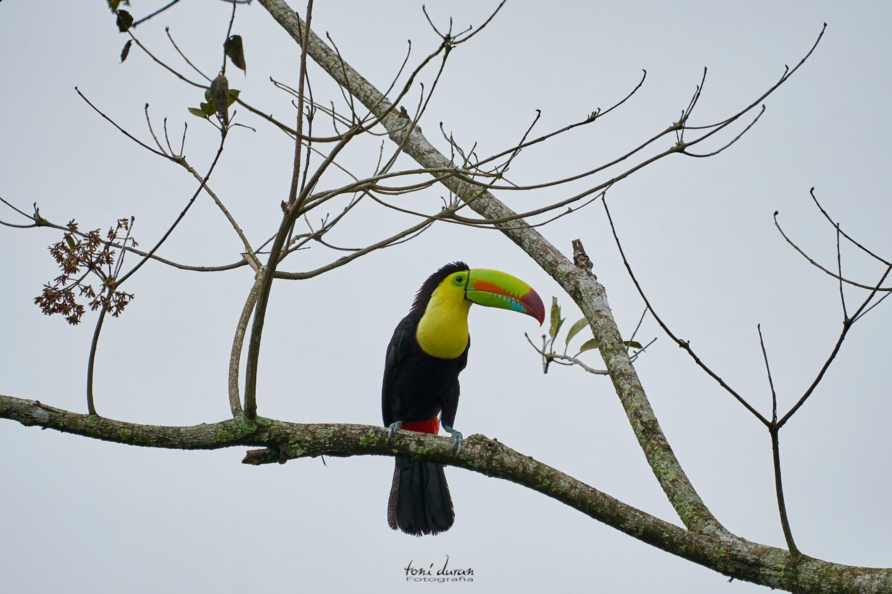 Birds & Breakfast Costa Rica