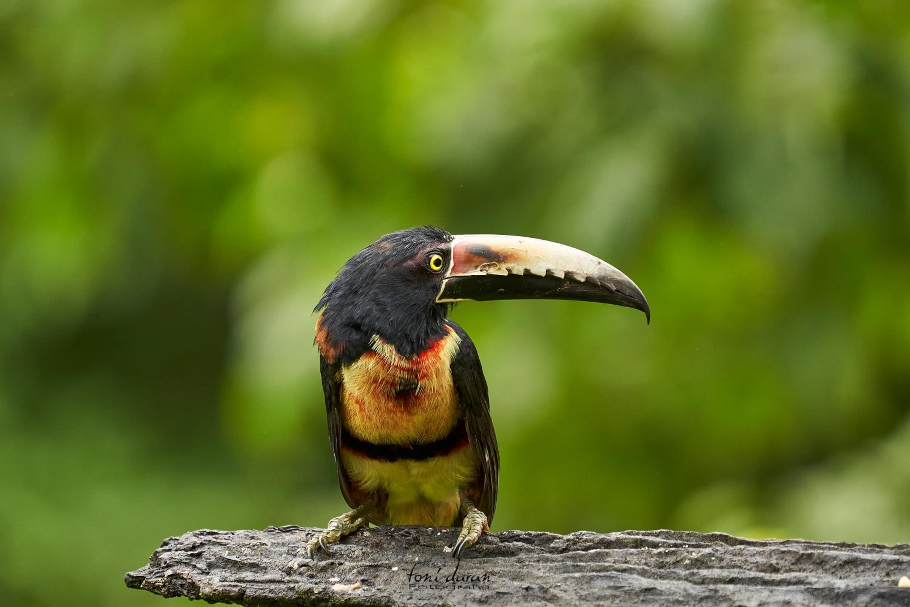 Birds & Breakfast Costa Rica
