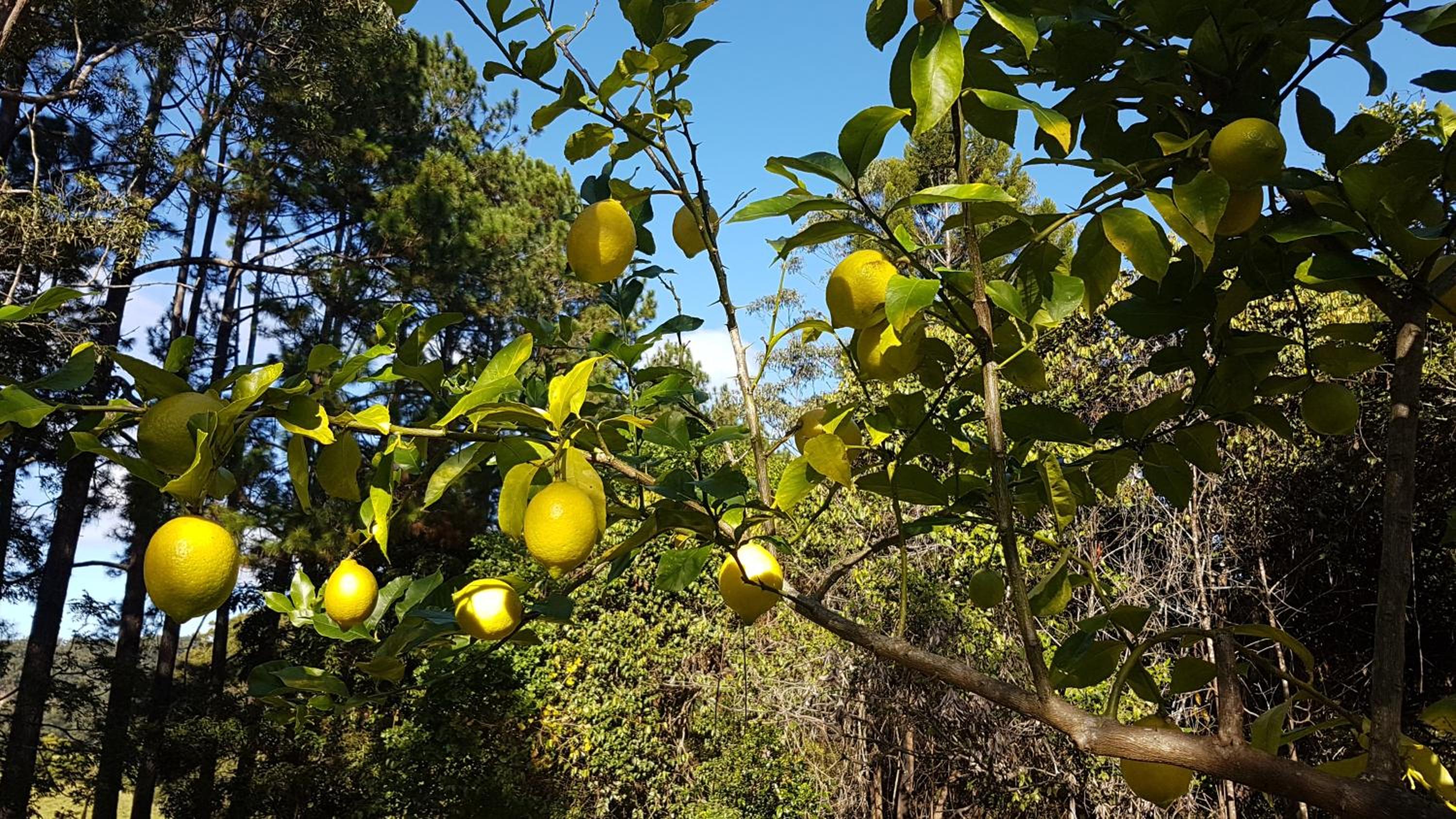 Freida - Historic Farmhouse Bellingen