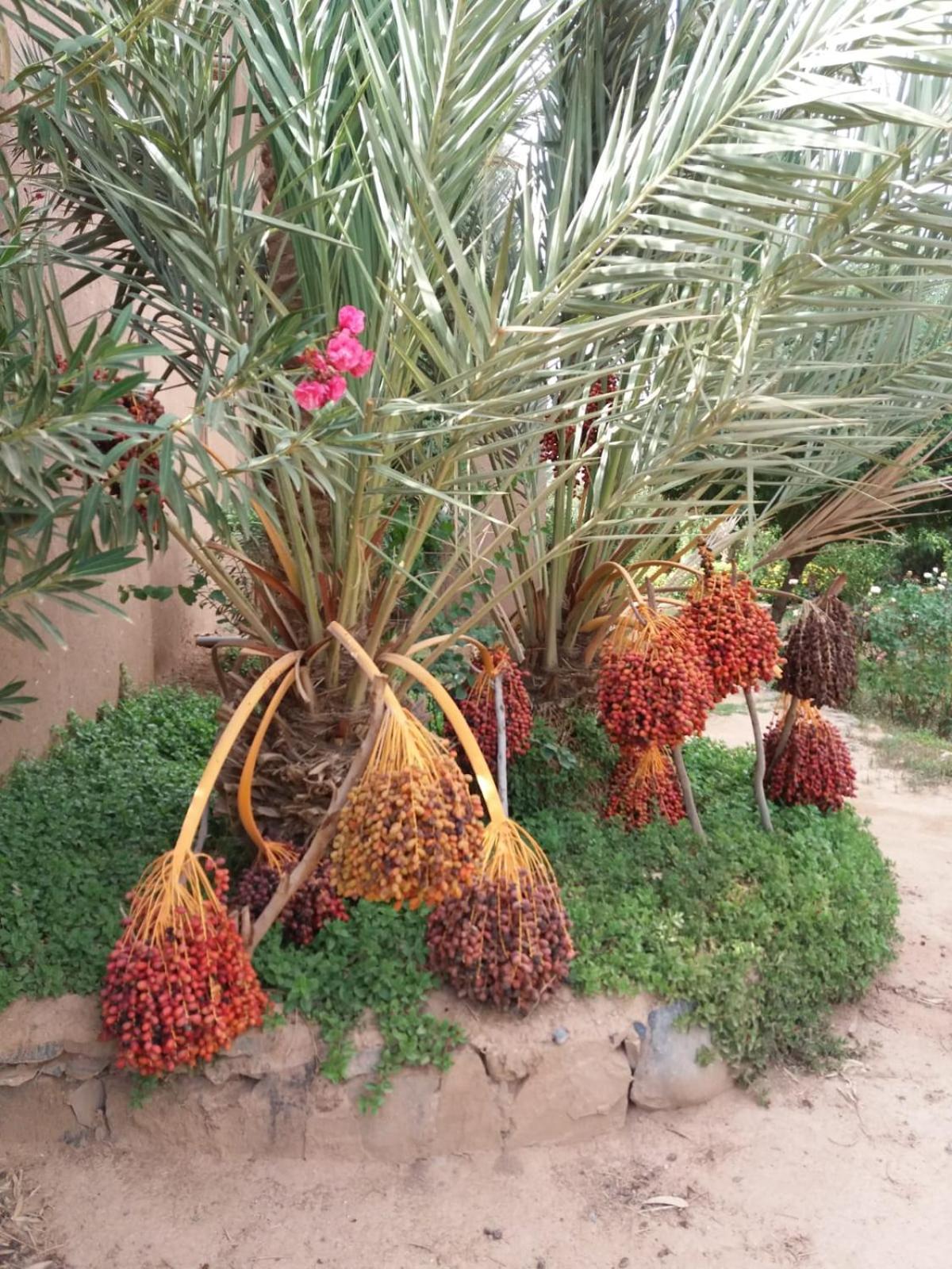 Auberge Ksar Jallal view 3