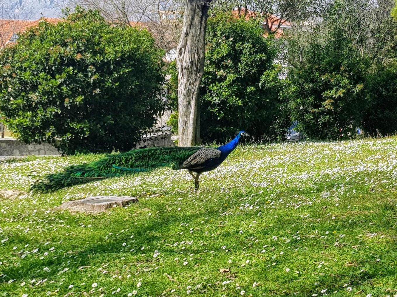 Peacock Apartment