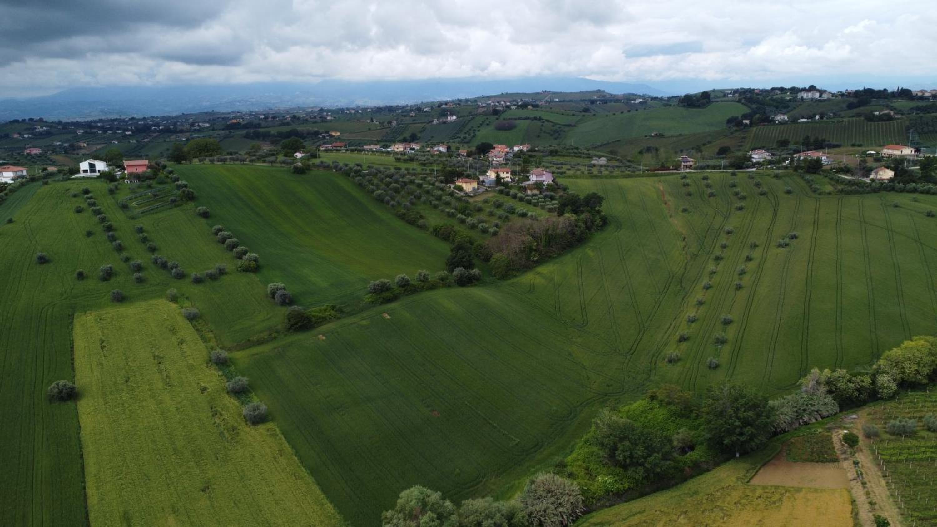 La lavanda