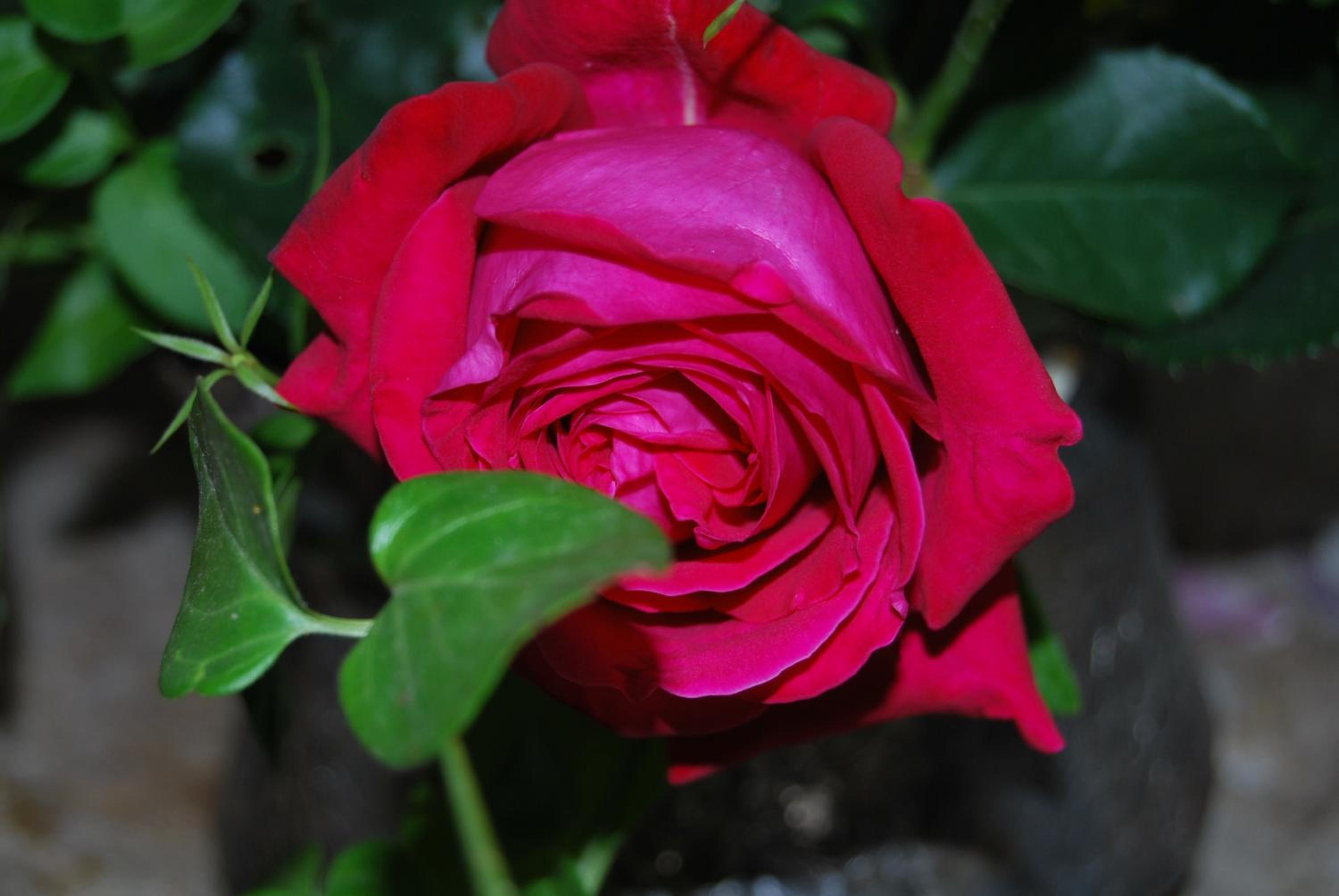 Photo 38