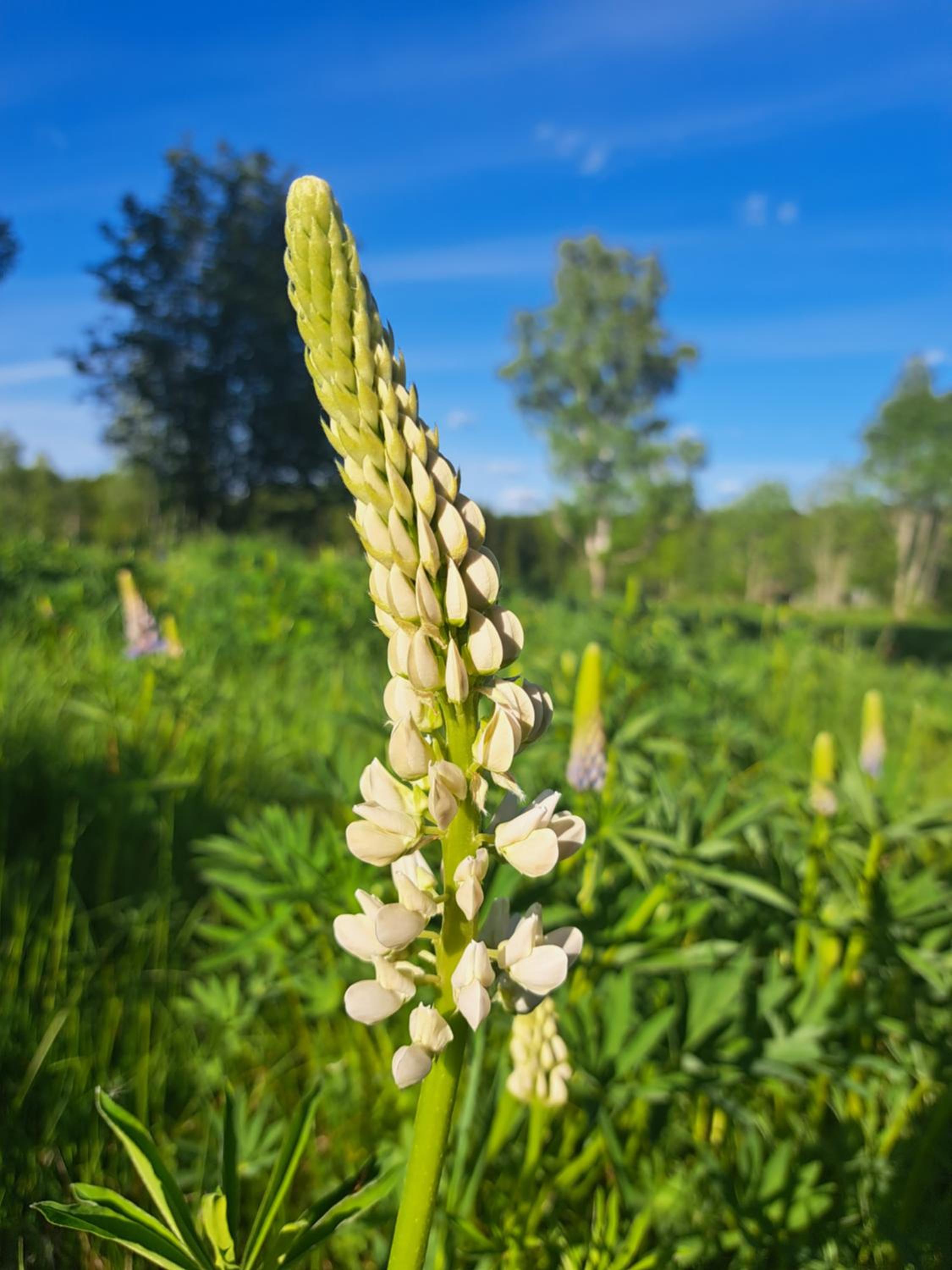 Guesthouse Nature Trails Sweden