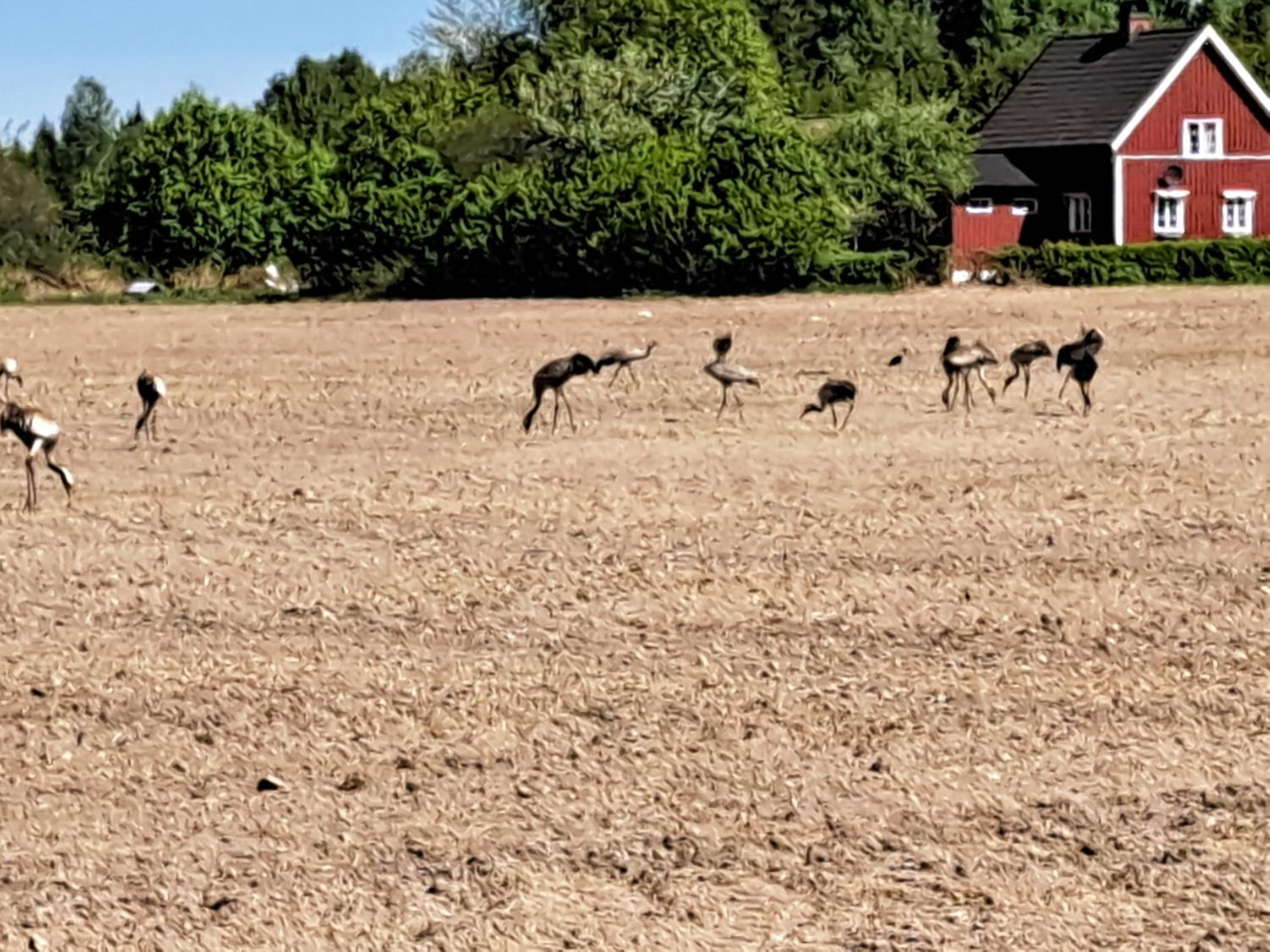 Guesthouse Nature Trails Sweden