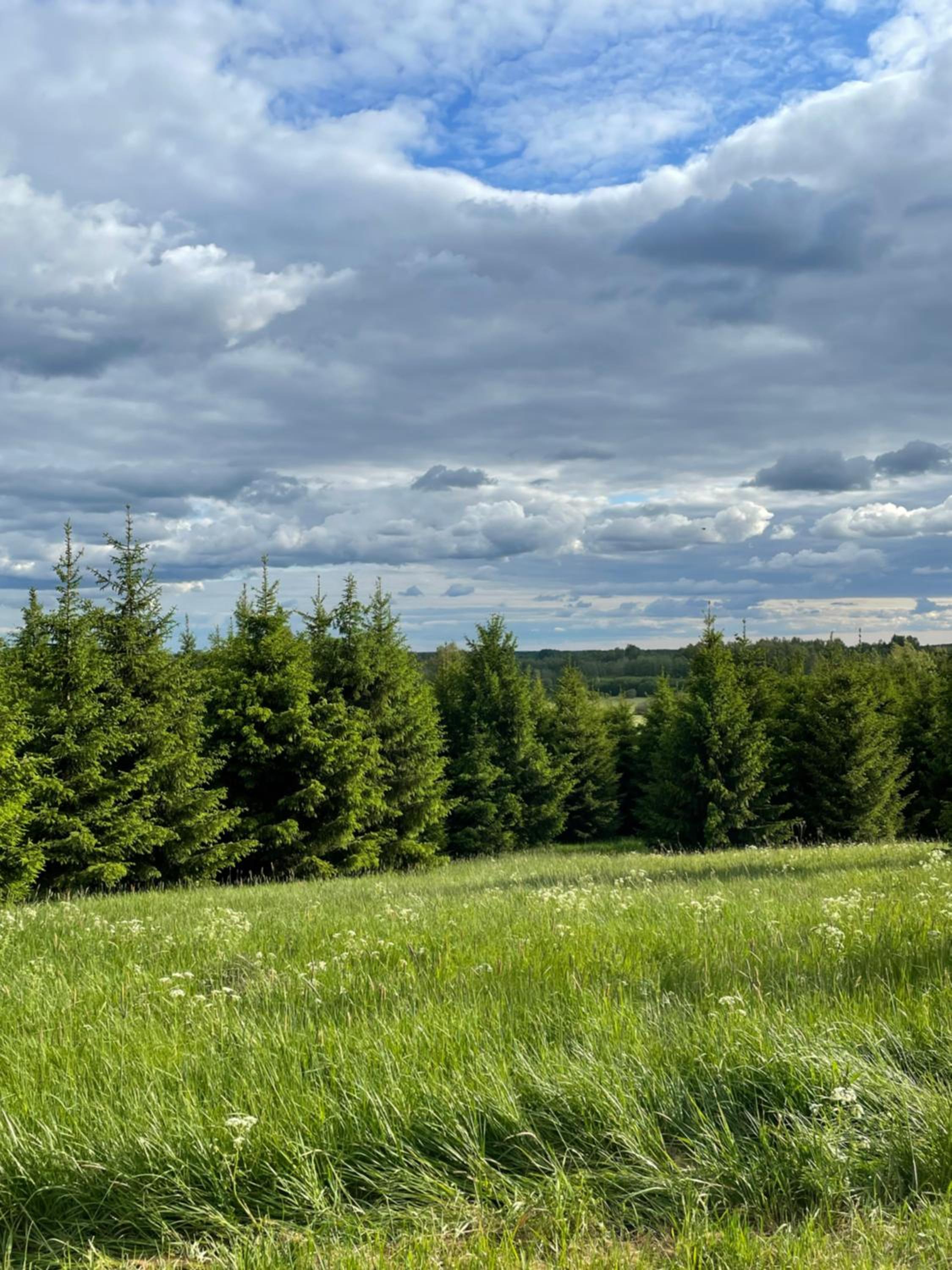 Restu Forrest Glamp