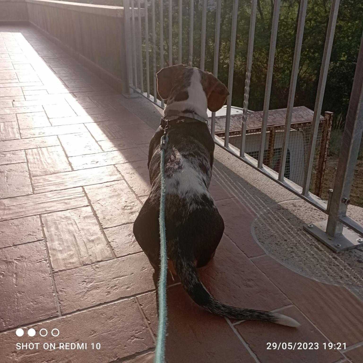 B&B DA SILVESTRO, photo 16