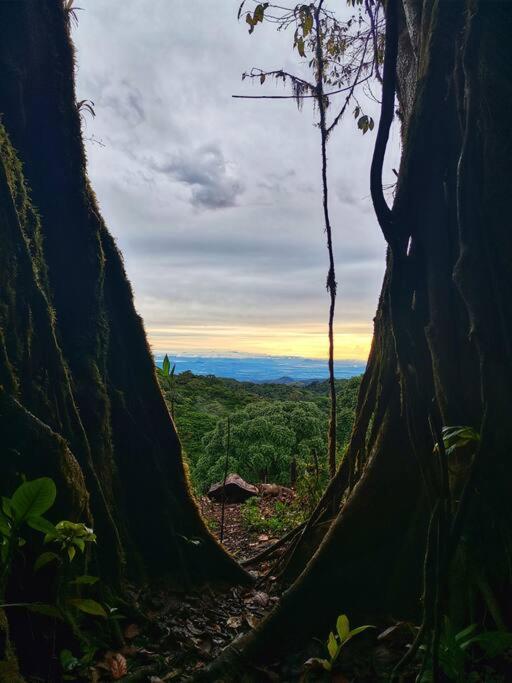 Casa del Árbol (A-Frame) - Ágape del Bosque