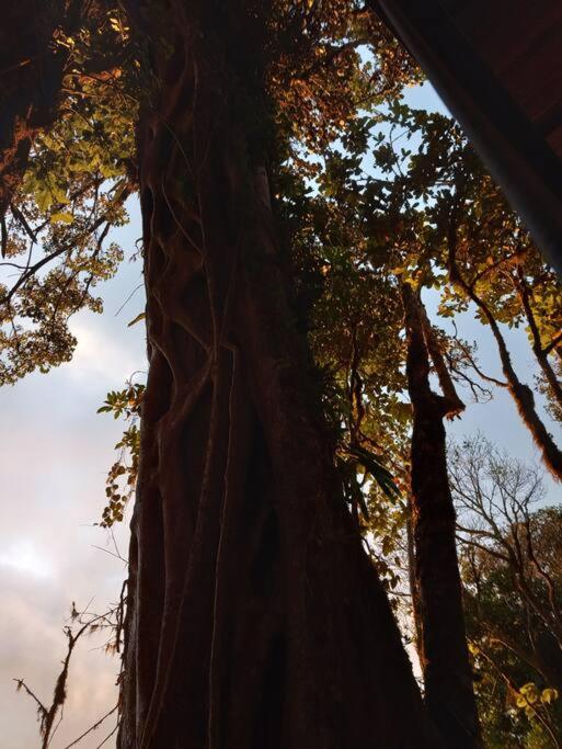 Casa del Árbol (A-Frame) - Ágape del Bosque
