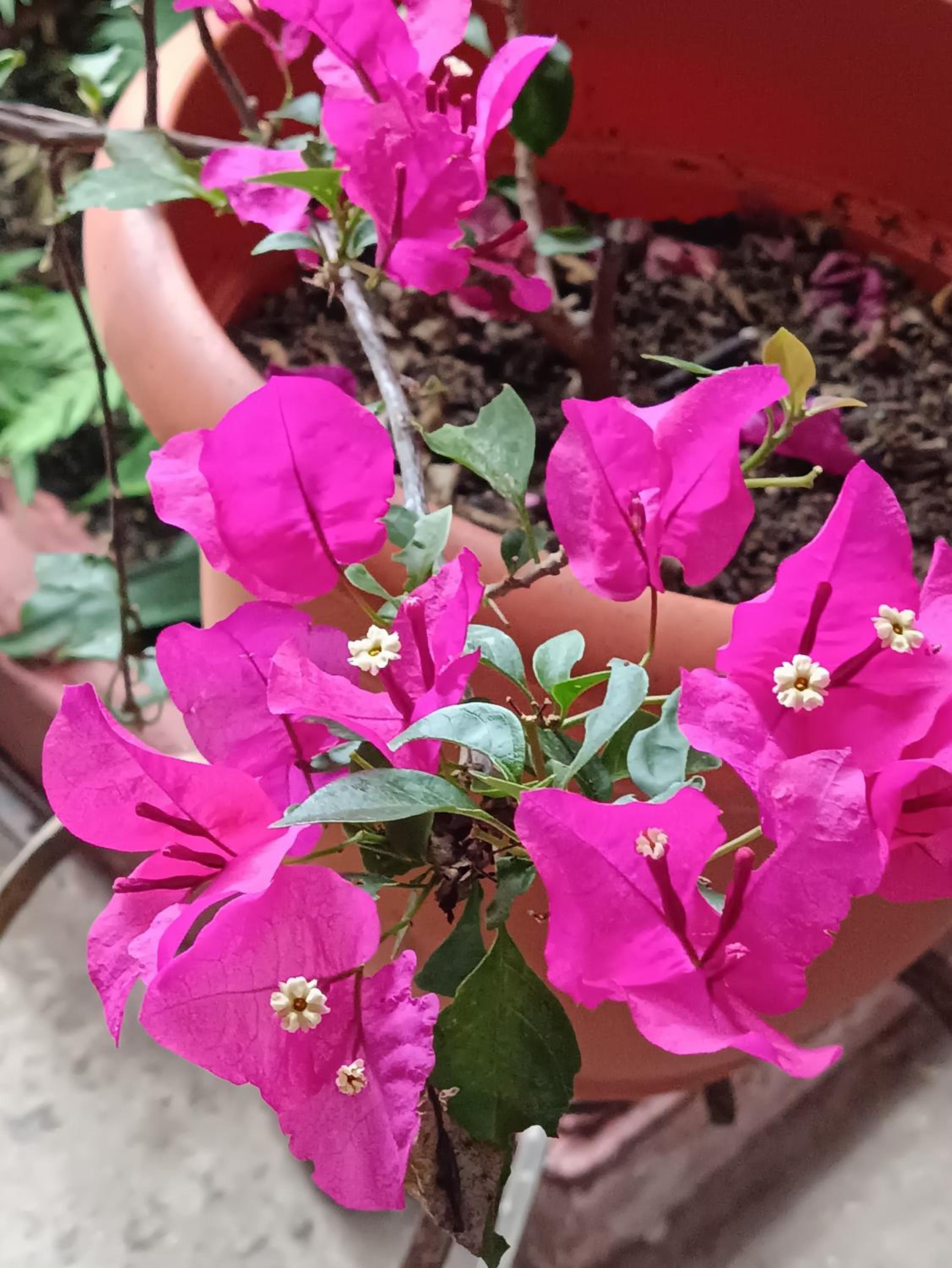 Antigua Guatemala Vacations - HOSTAL LA PAZ - Property Image 4