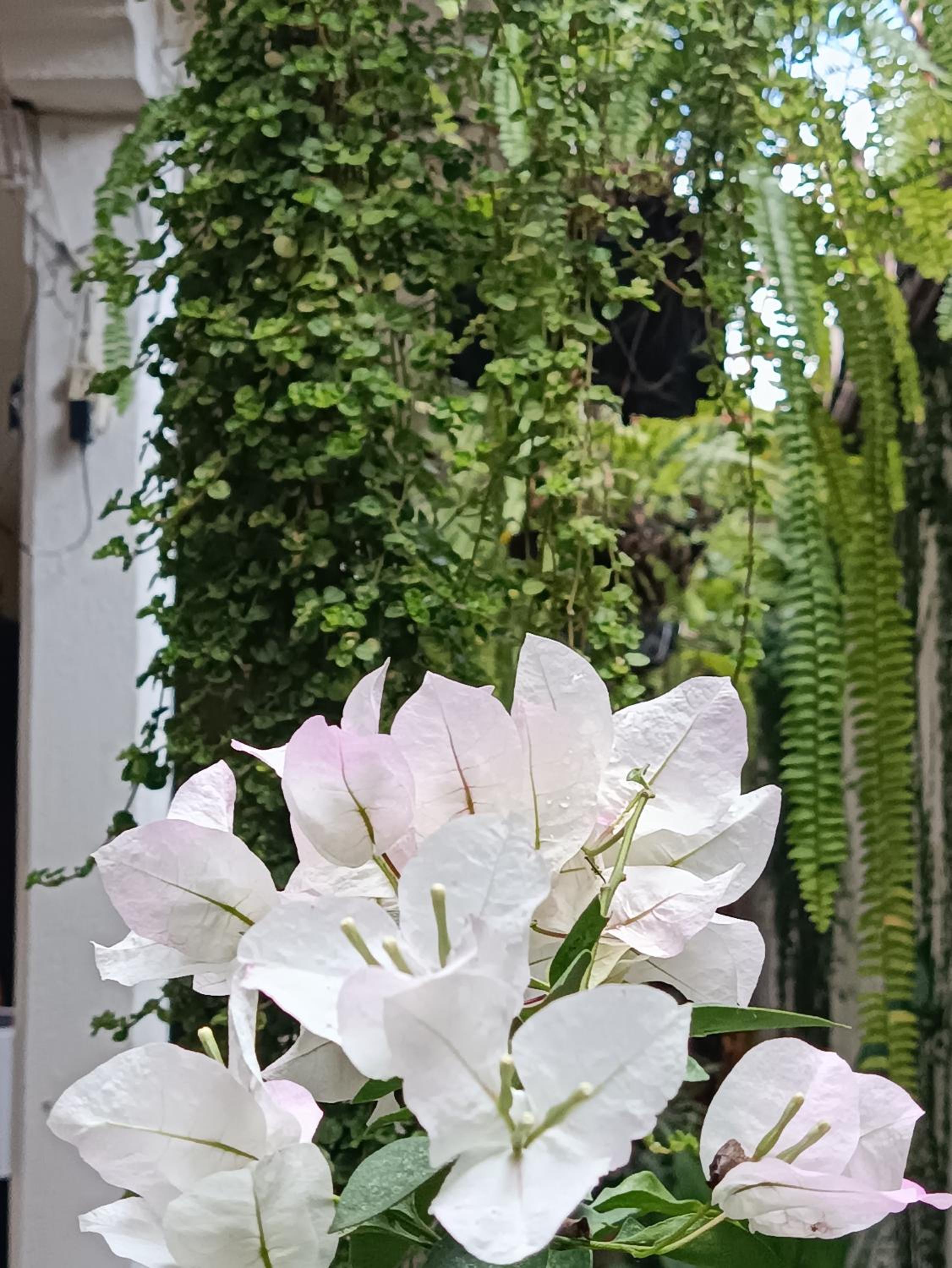 Antigua Guatemala Vacations - HOSTAL LA PAZ - Property Image 3