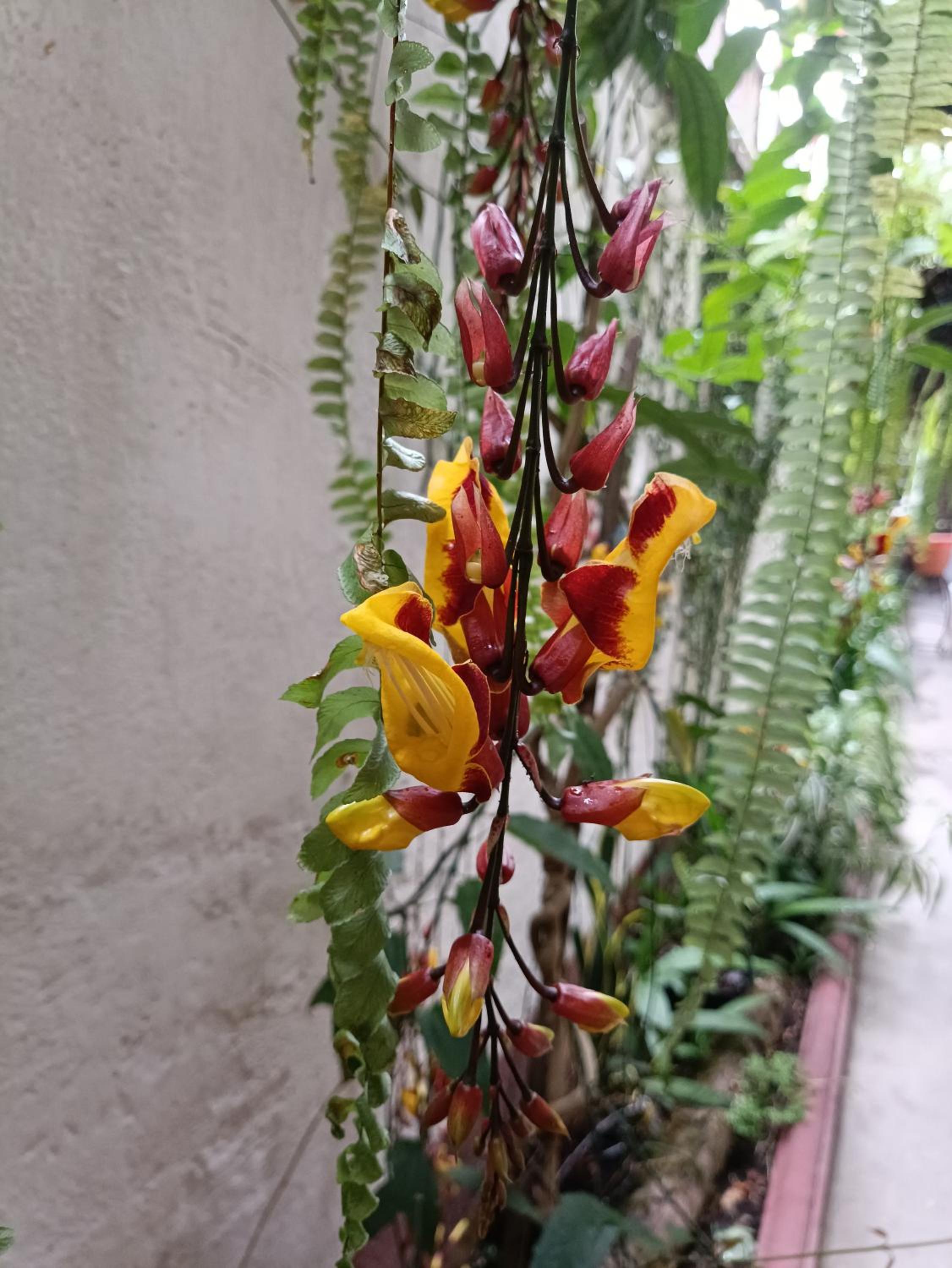 Antigua Guatemala Vacations - HOSTAL LA PAZ - Property Image 11