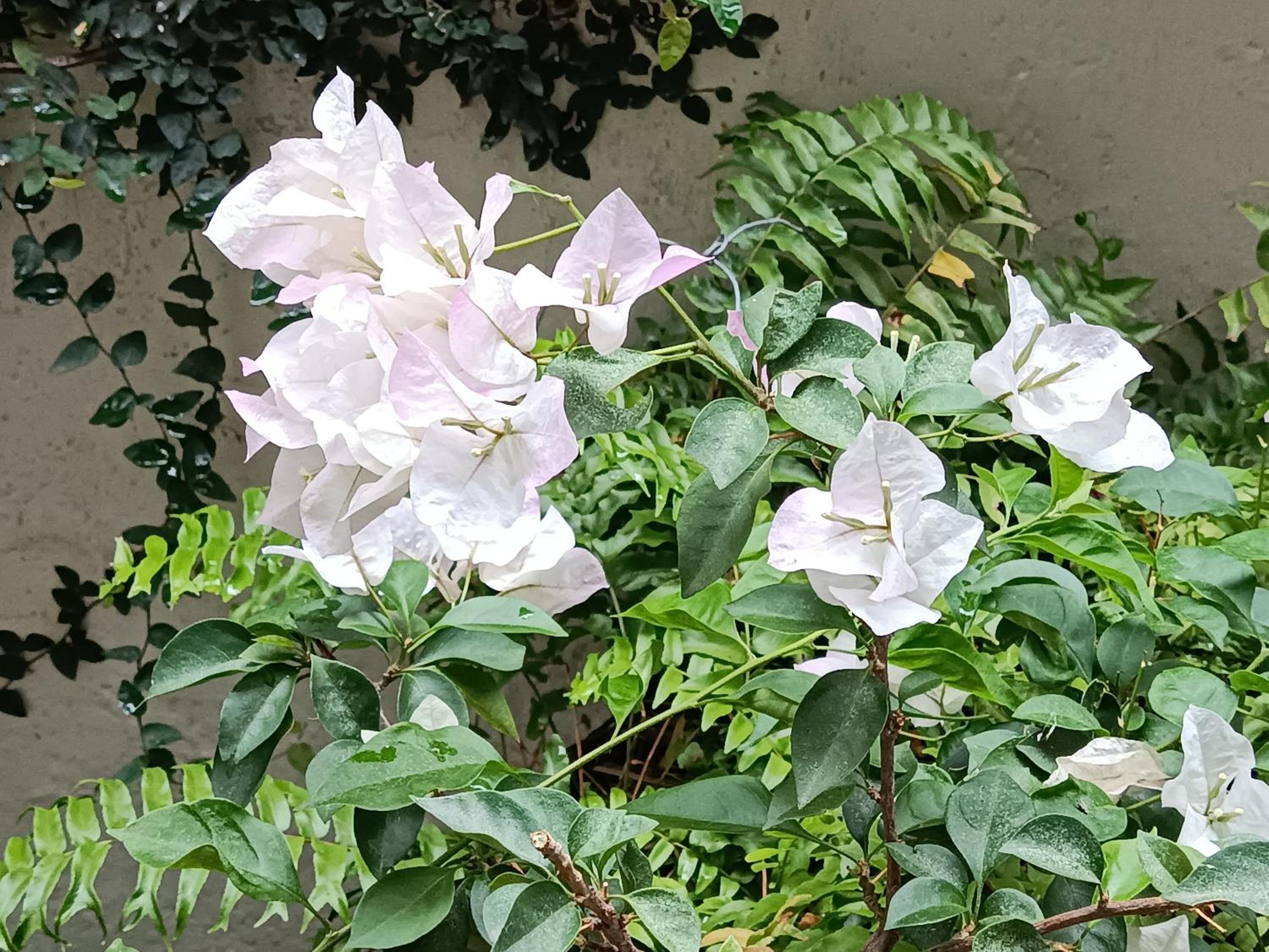 Antigua Guatemala Vacations - HOSTAL LA PAZ - Property Image 6