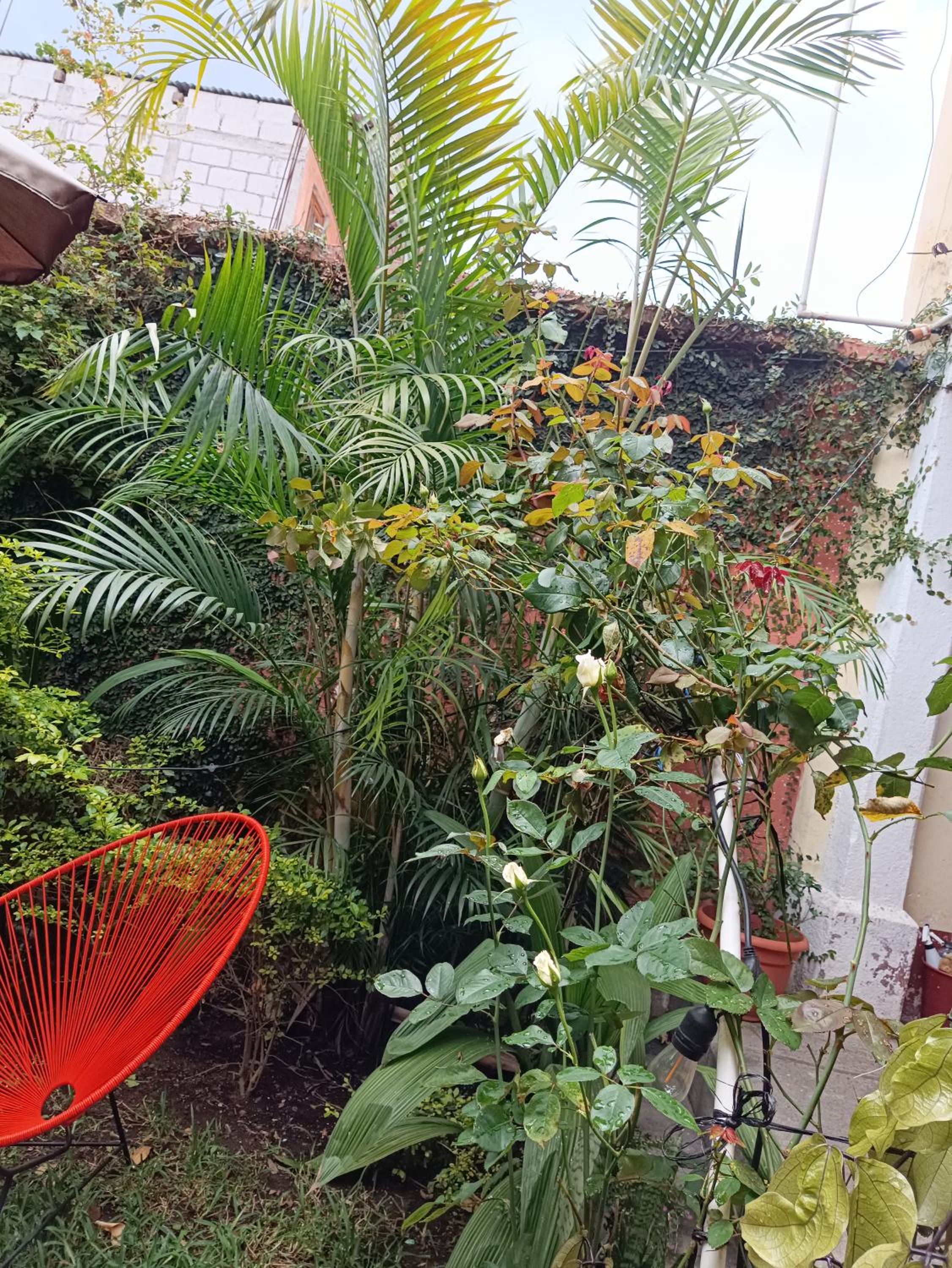 Antigua Guatemala Vacations - HOSTAL LA PAZ - Property Image 12