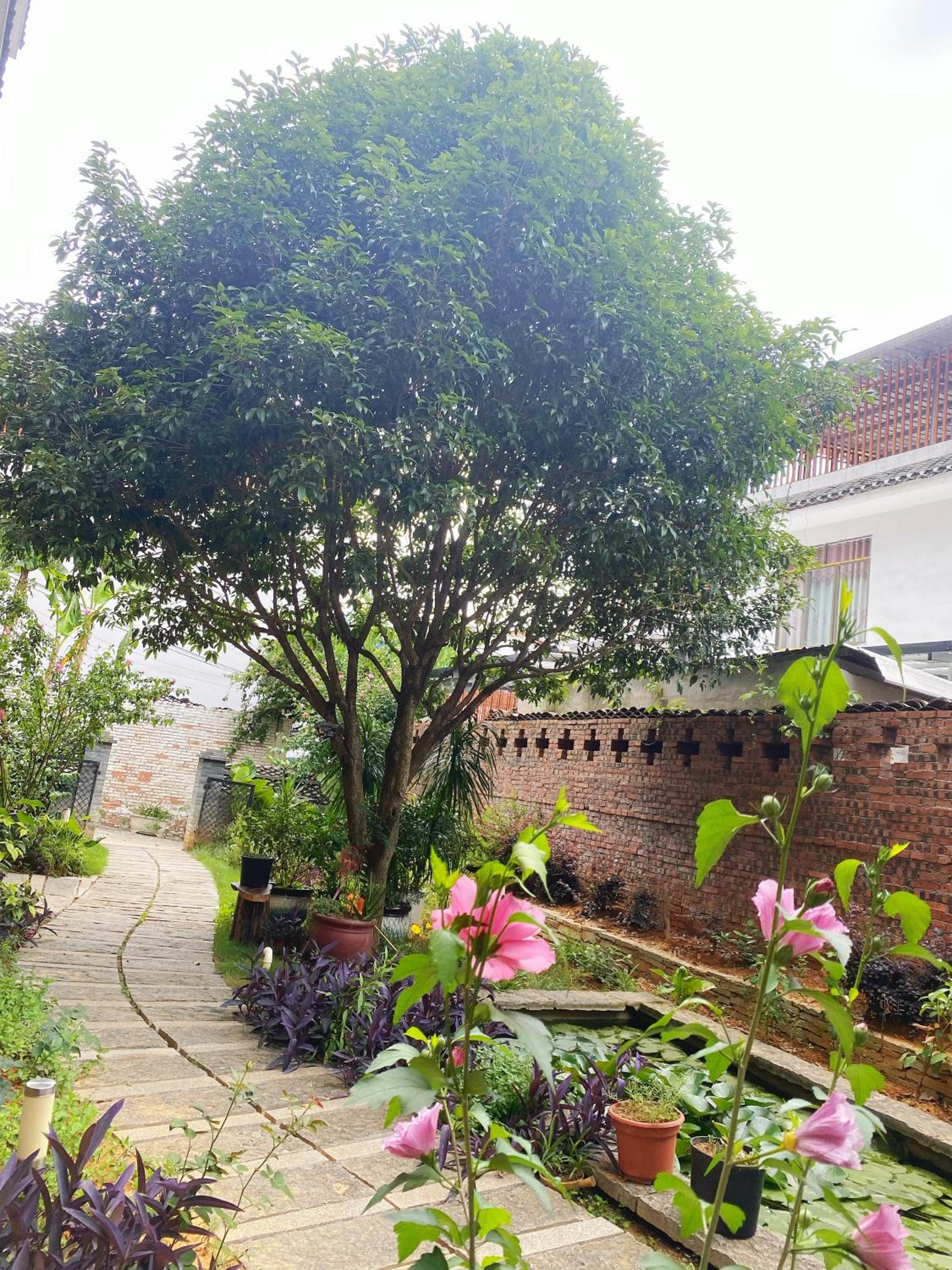 Yangshuo Eden's Social Guesthouse - Wake up to a hearty Western breakfast & fresh craft coffee & night beers & outdoor activities