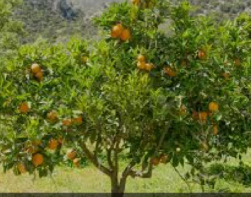Cortijo EL LLANO