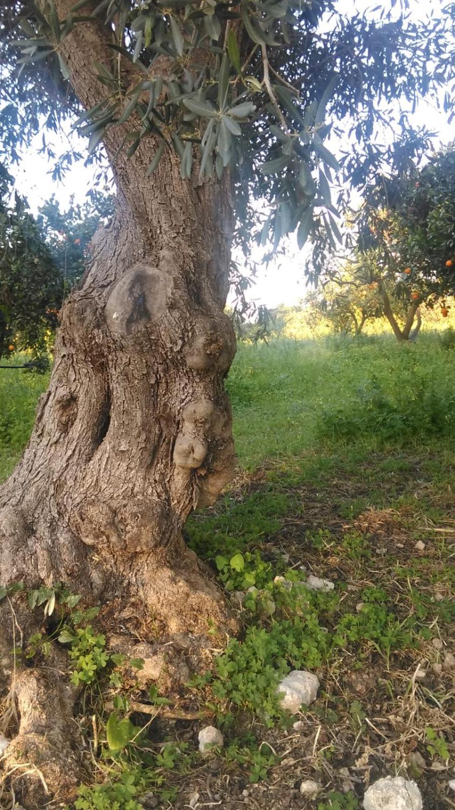 Il Giardino Del Sole