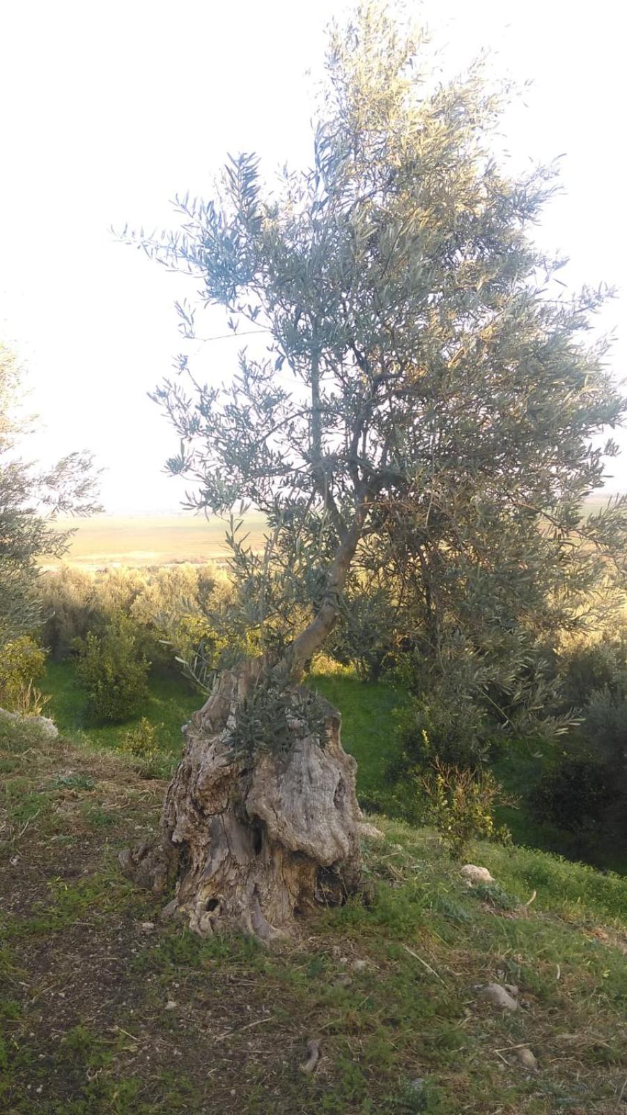 Il Giardino Del Sole
