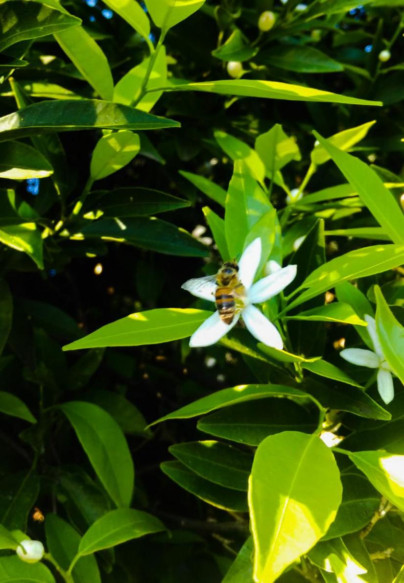 Il Giardino Del Sole