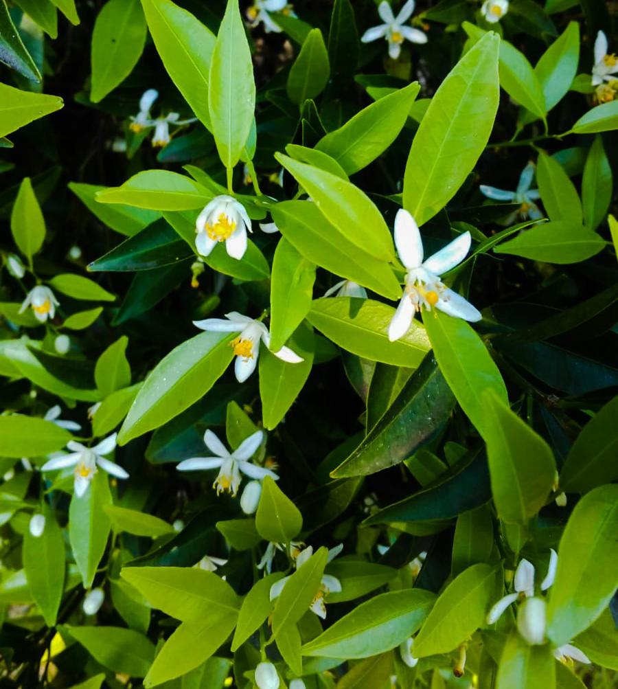Il Giardino Del Sole