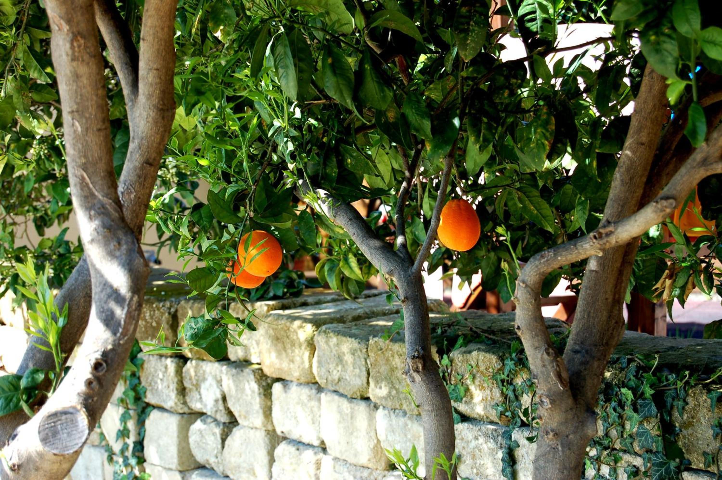 Il Giardino Del Sole