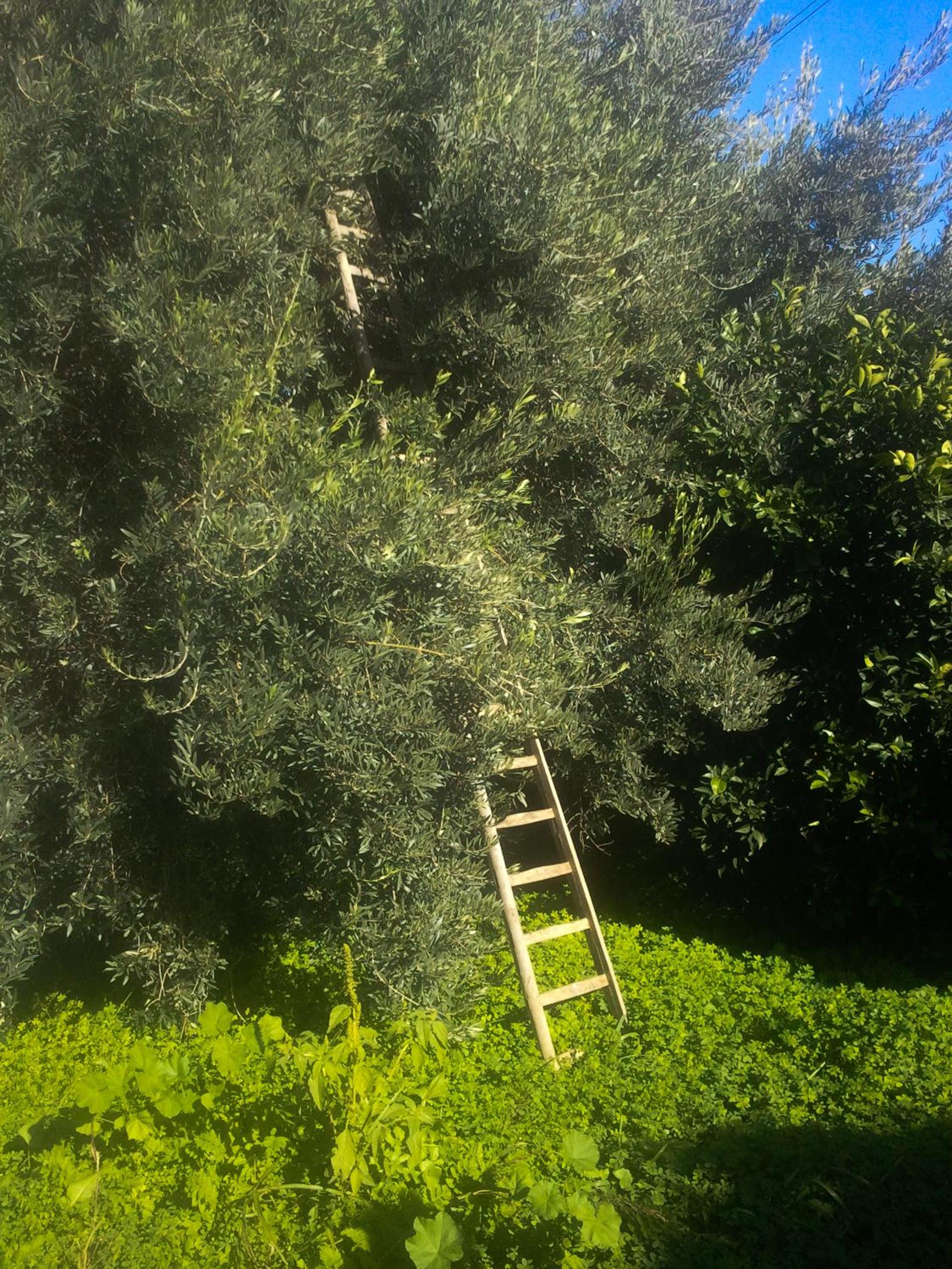 Il Giardino Del Sole