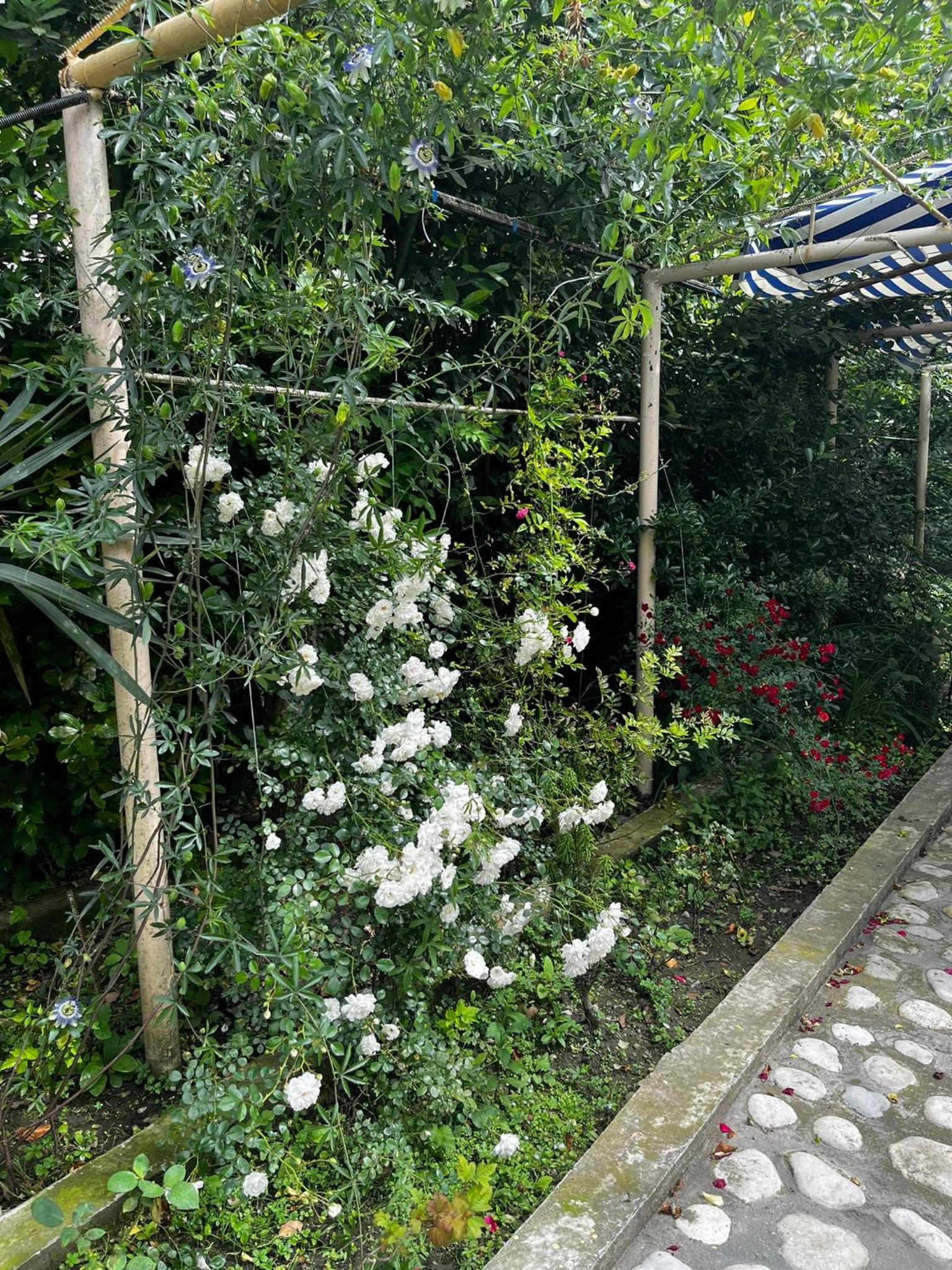 Samegrelo guesthouse