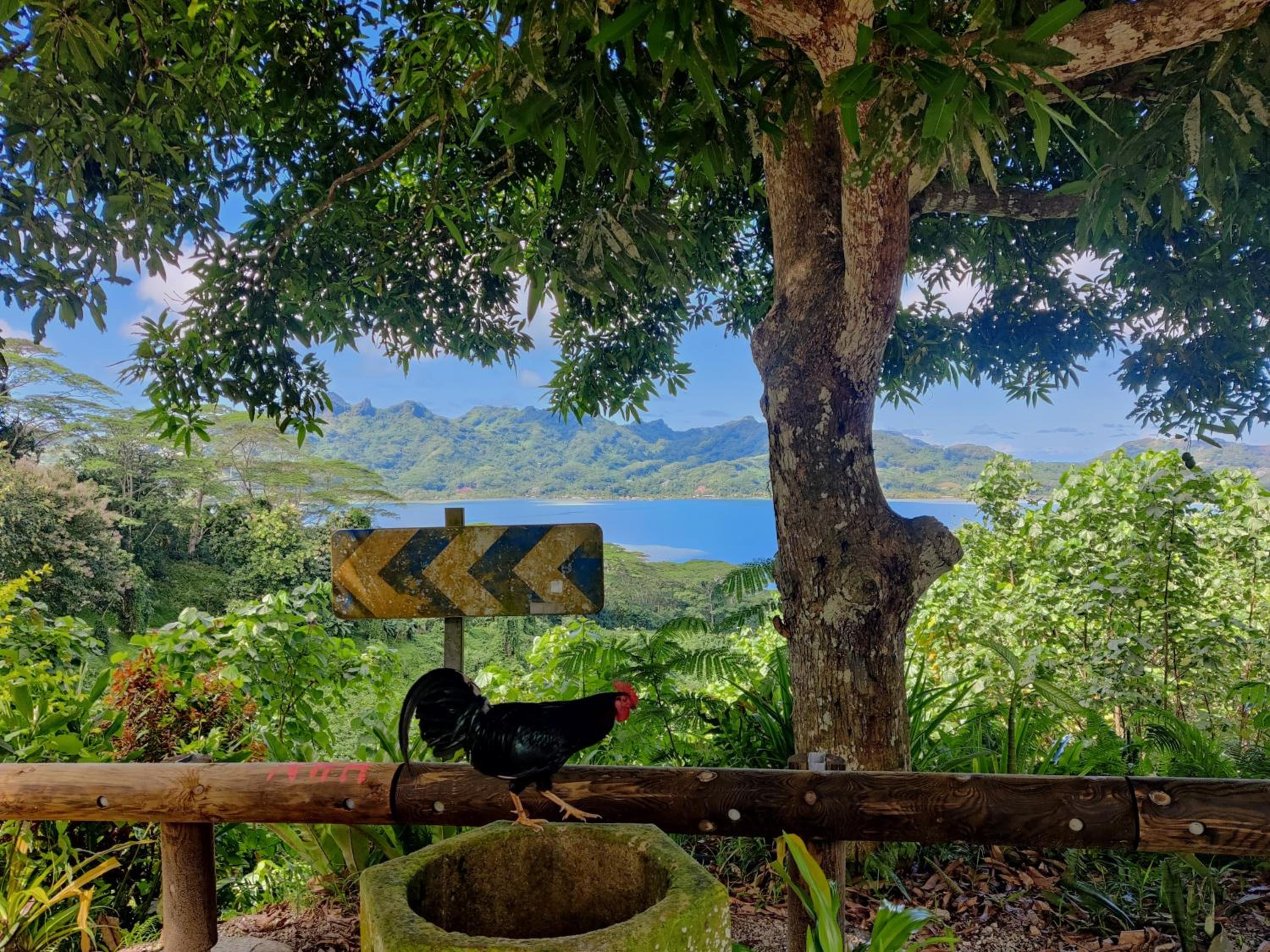 ALAROOTS HUAHINE