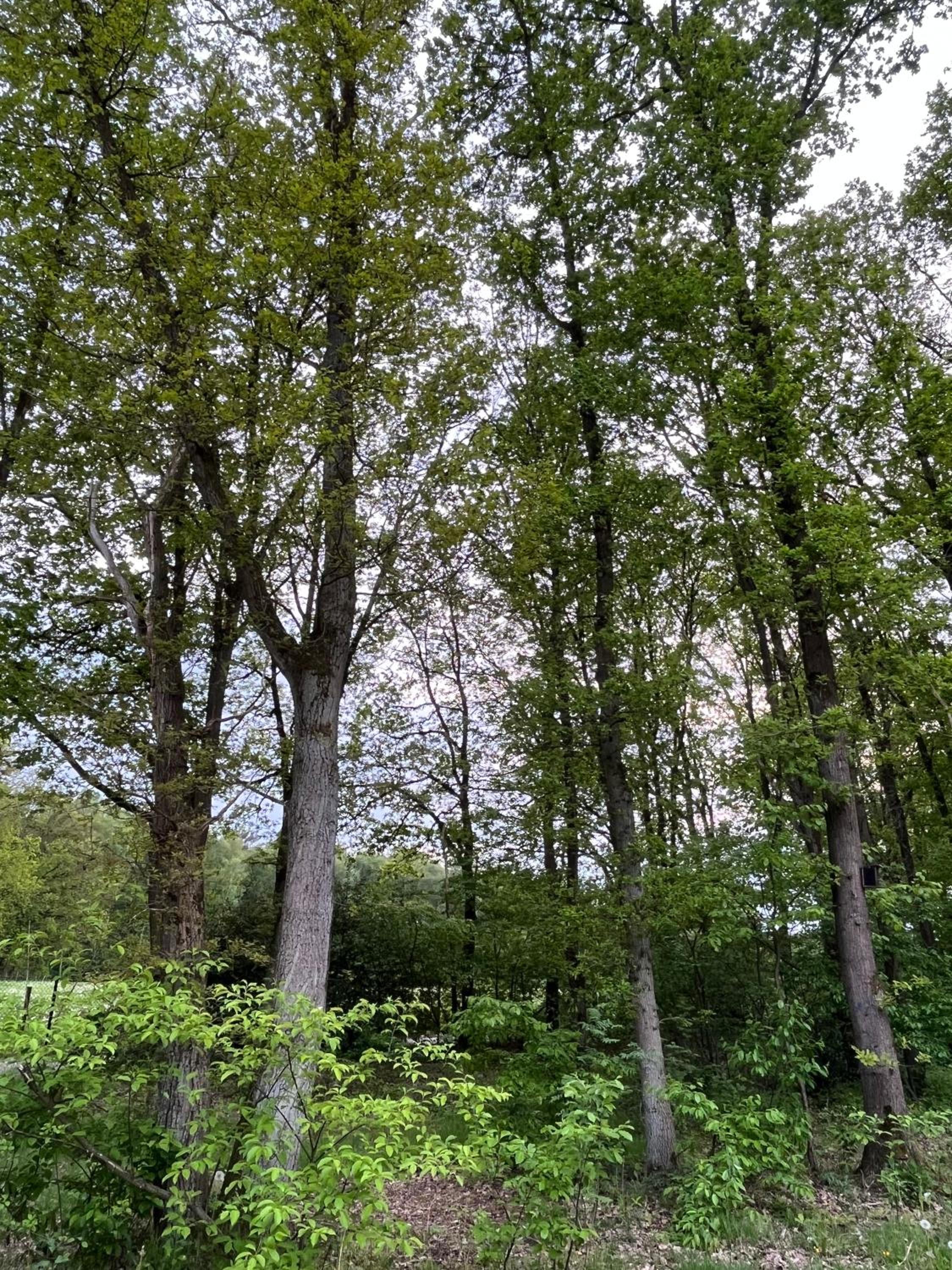 Chalet Liquidambar
