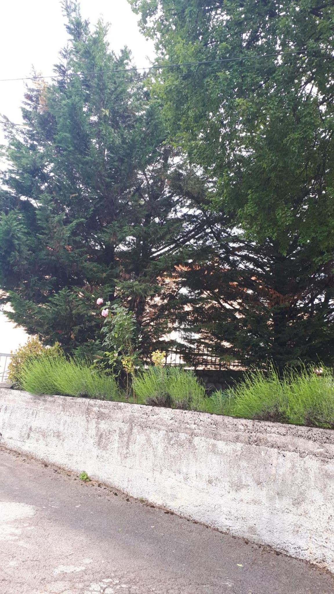 APARTMAN ROSEMARY