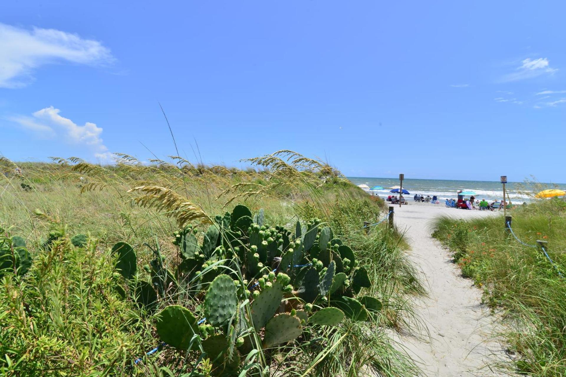 Direct Oceanfront Magic at Sea Marsh w Pool view 4