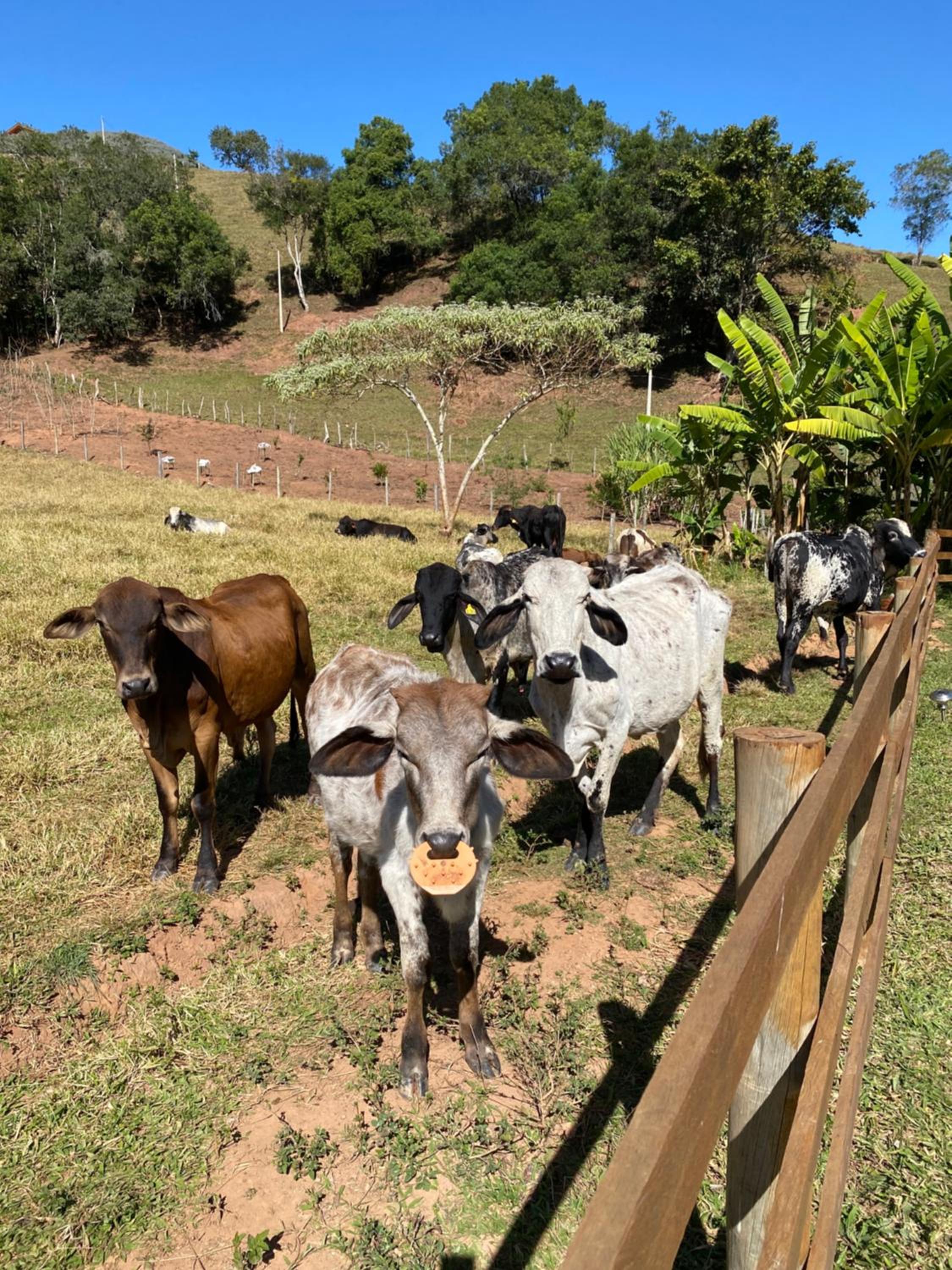 As 3 Casinhas no Paraiso em Cunha!!
