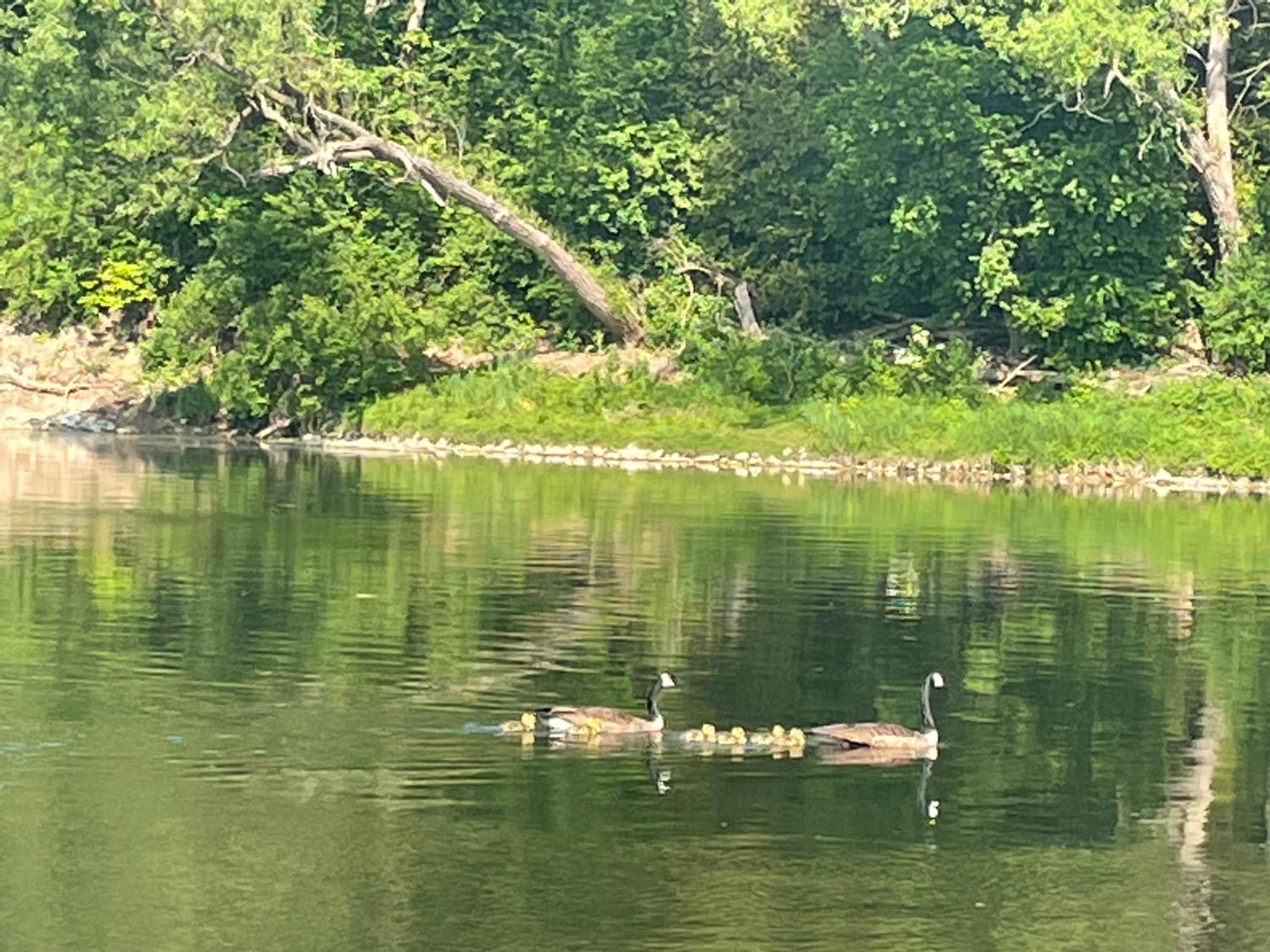 Kitchener Vacations - Cozy Cottage Style House - Property Image 4