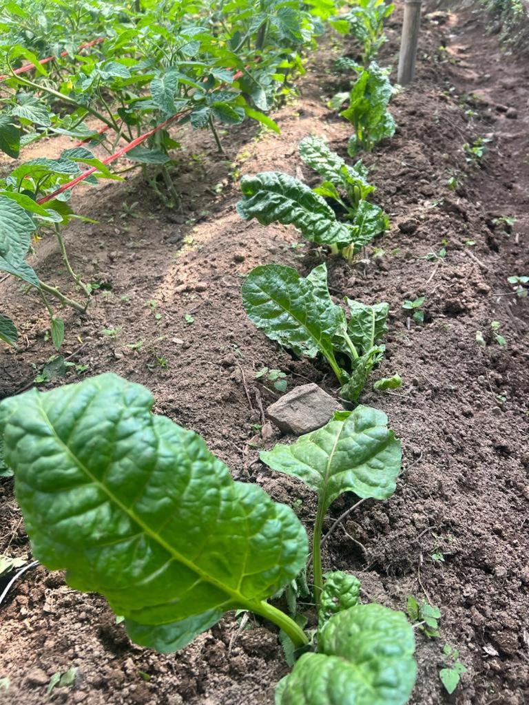 Prakriti Resort and Organic Farm Pvt. Ltd.