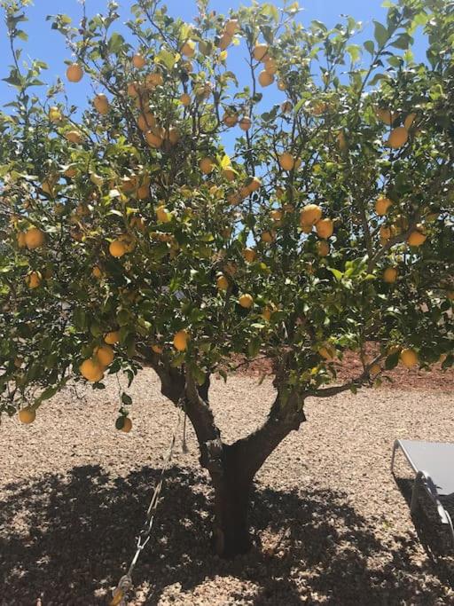 Finca Mia Limon
