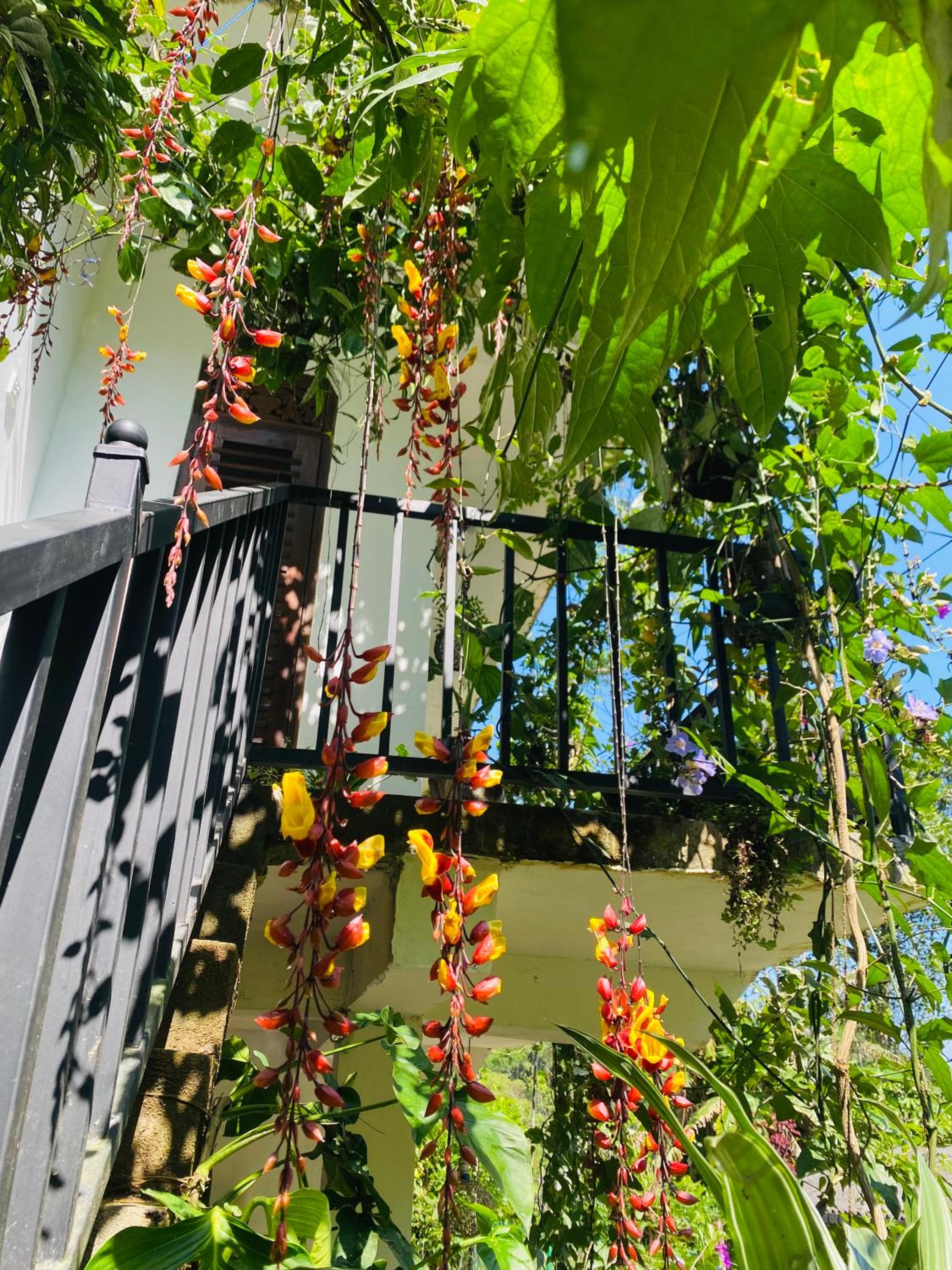 The kingdom of ella