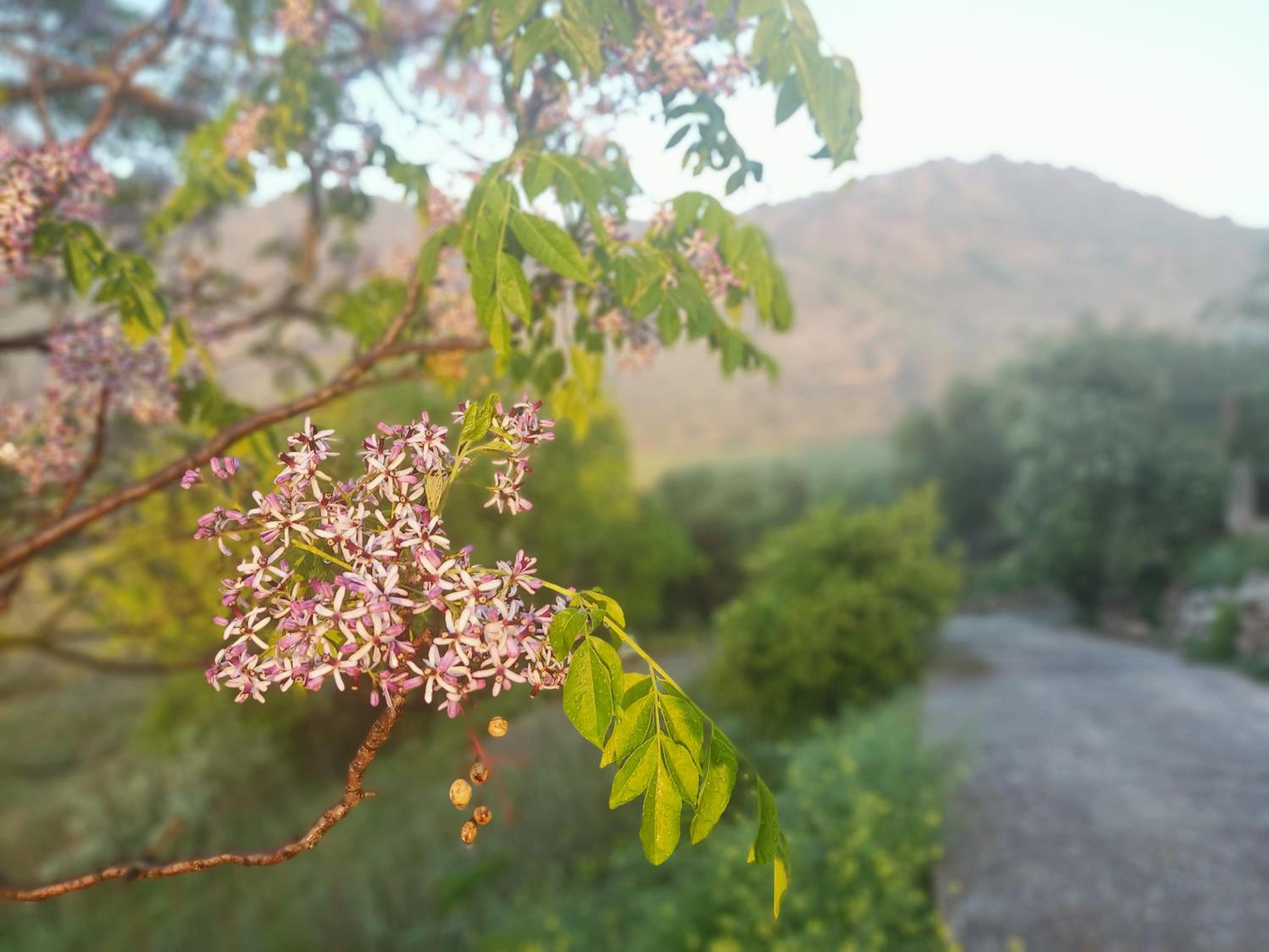 El Cortijuelo de Zalea