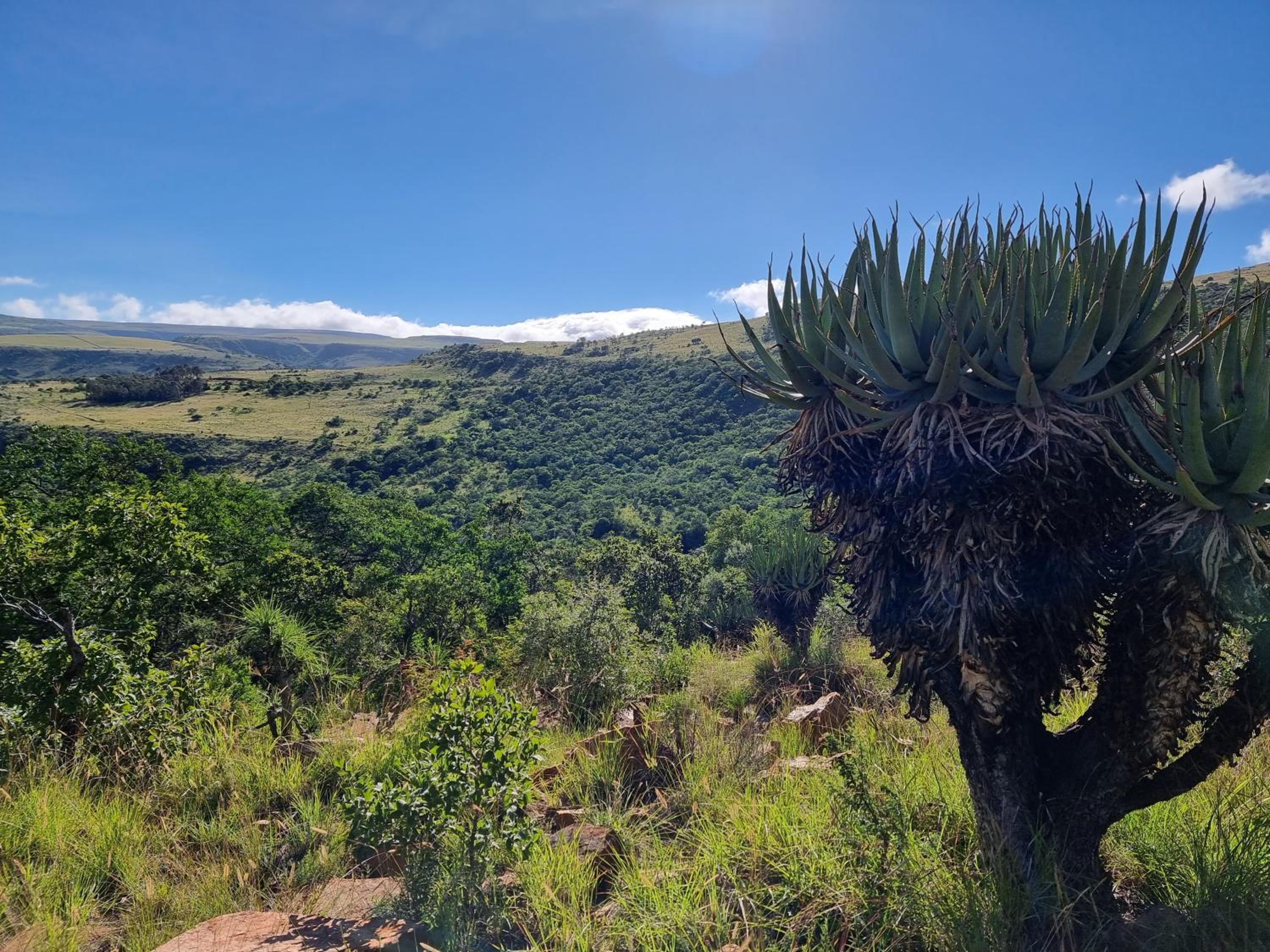 Riverbed Africa