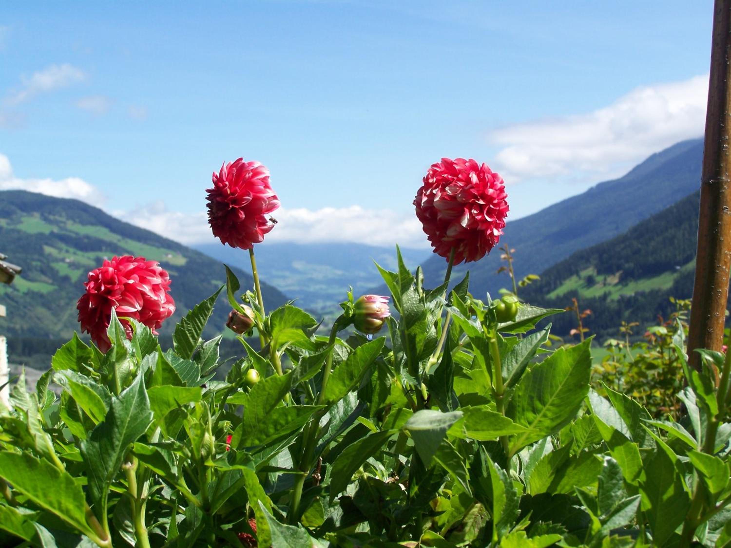 Bauernhof Oberscheffau