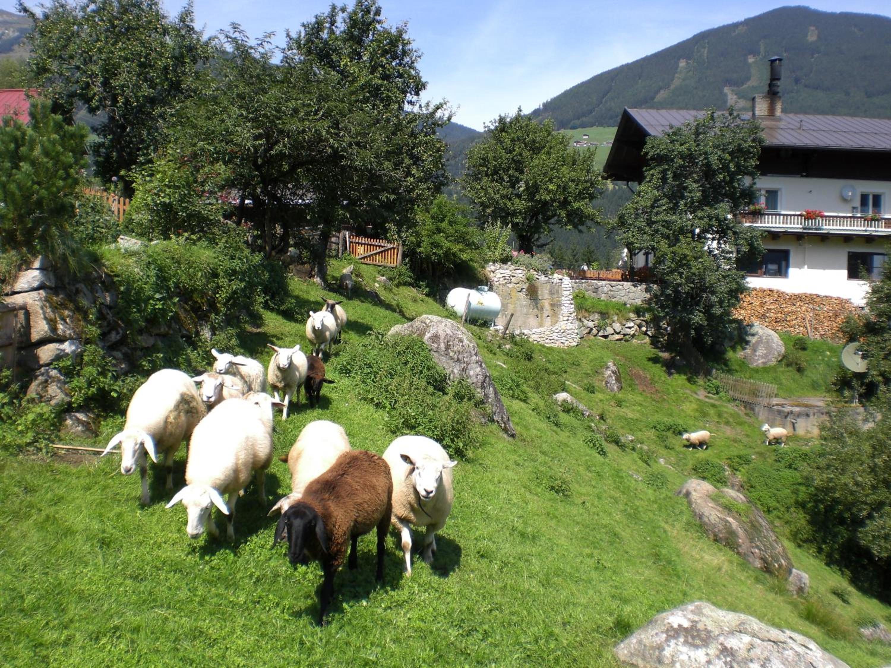 Bauernhof Oberscheffau