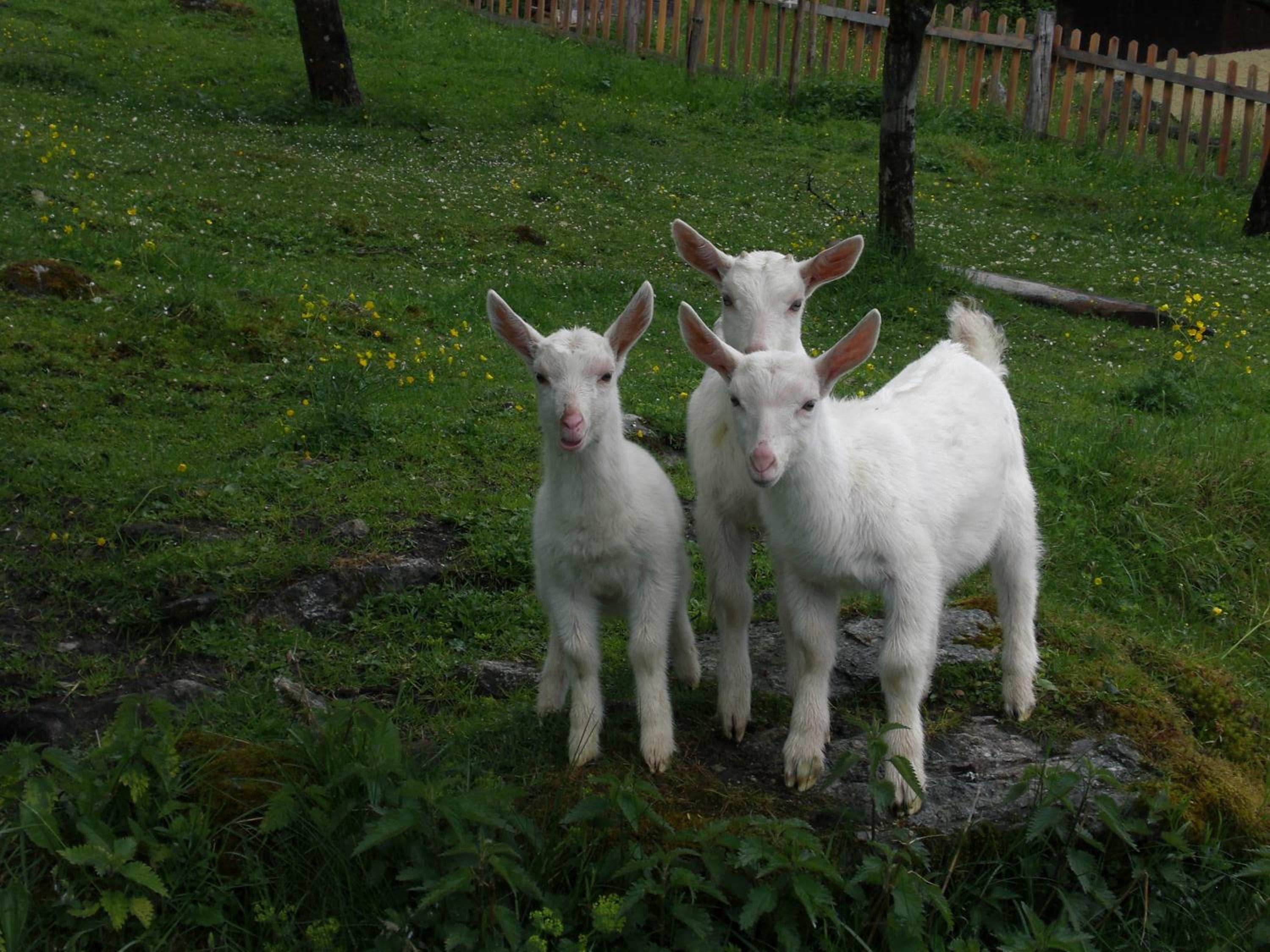 Bauernhof Oberscheffau