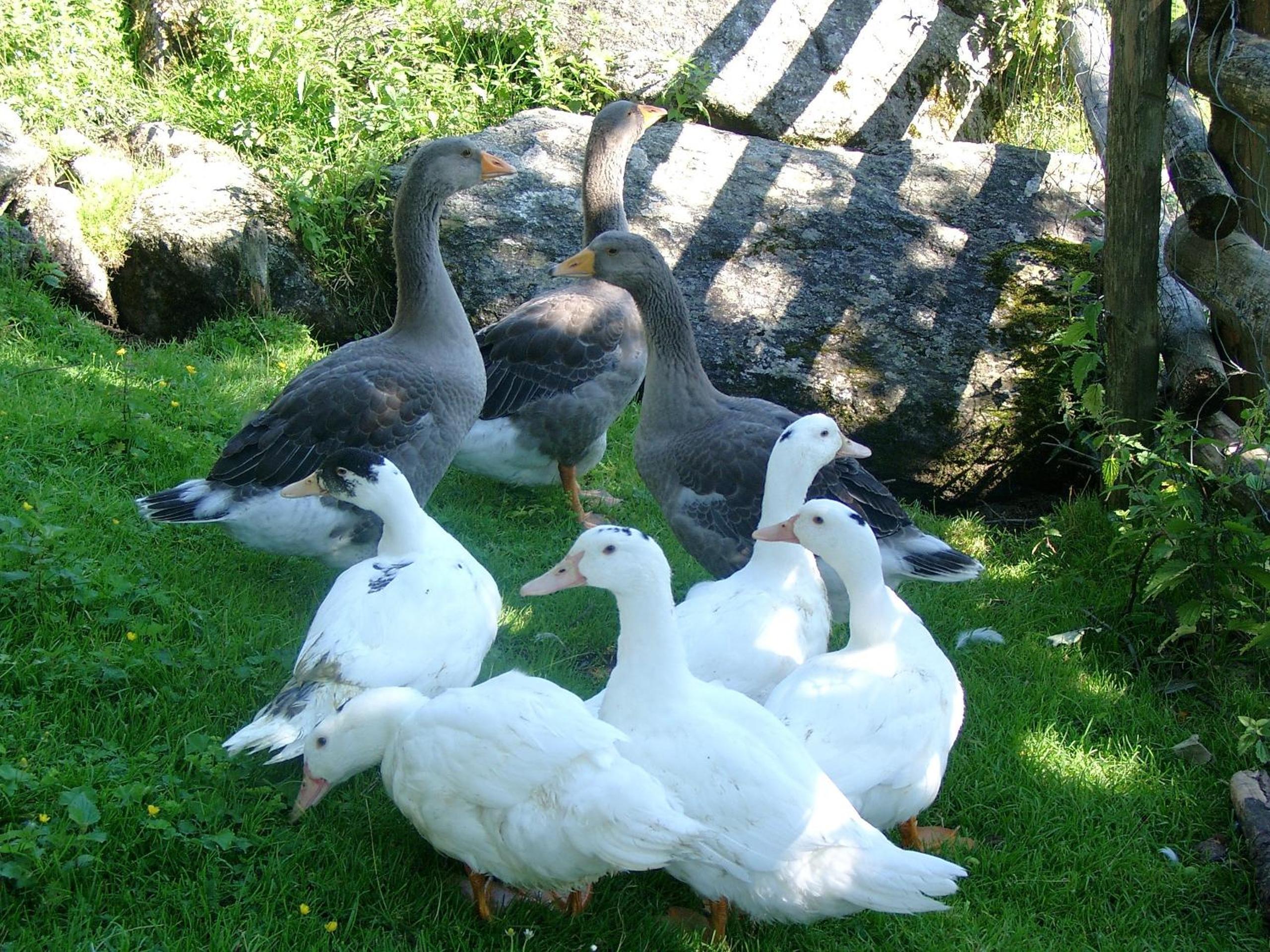 Bauernhof Oberscheffau