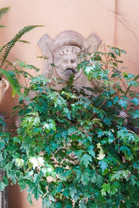 babuino terrace