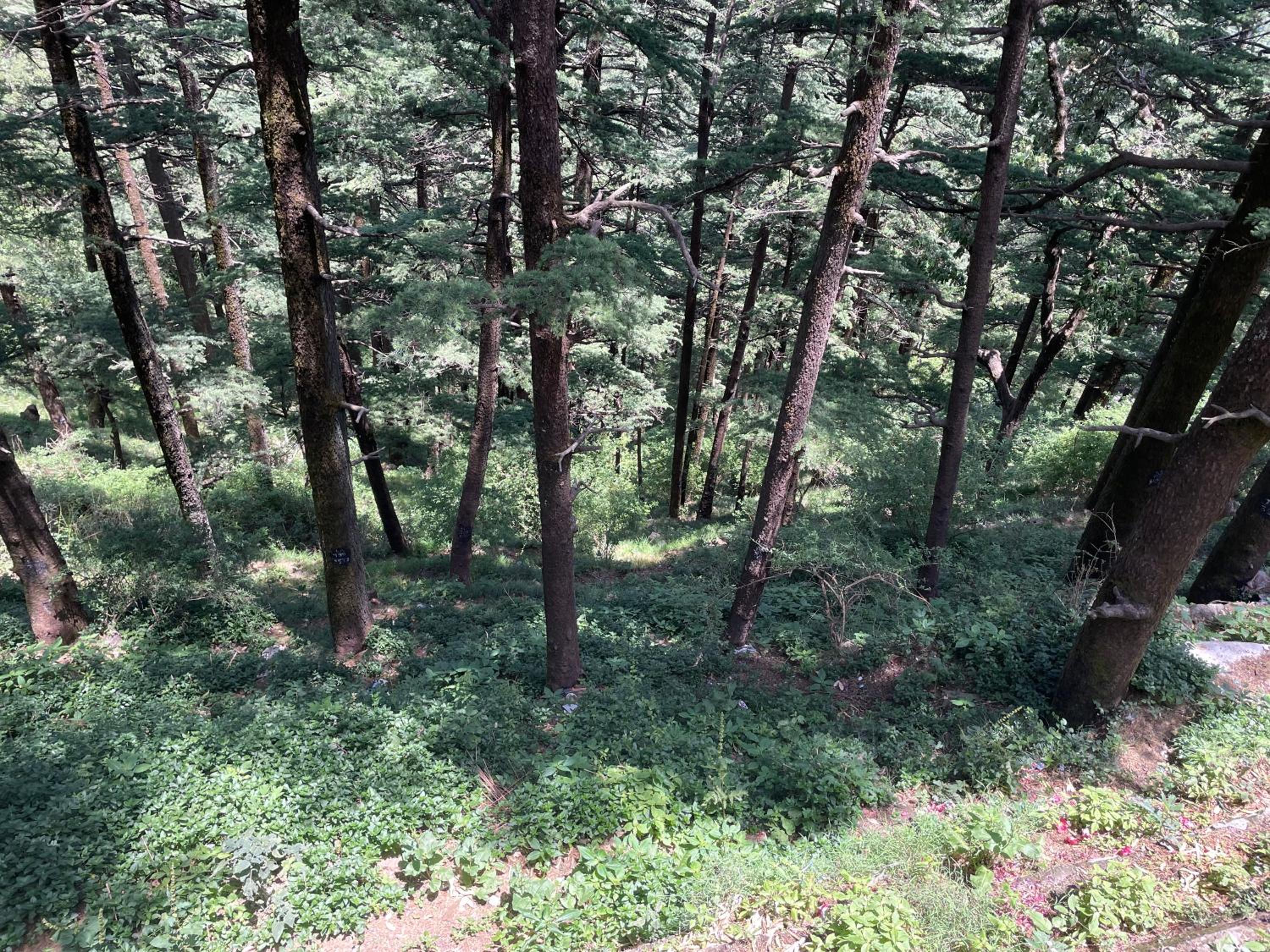 Deodar Heights