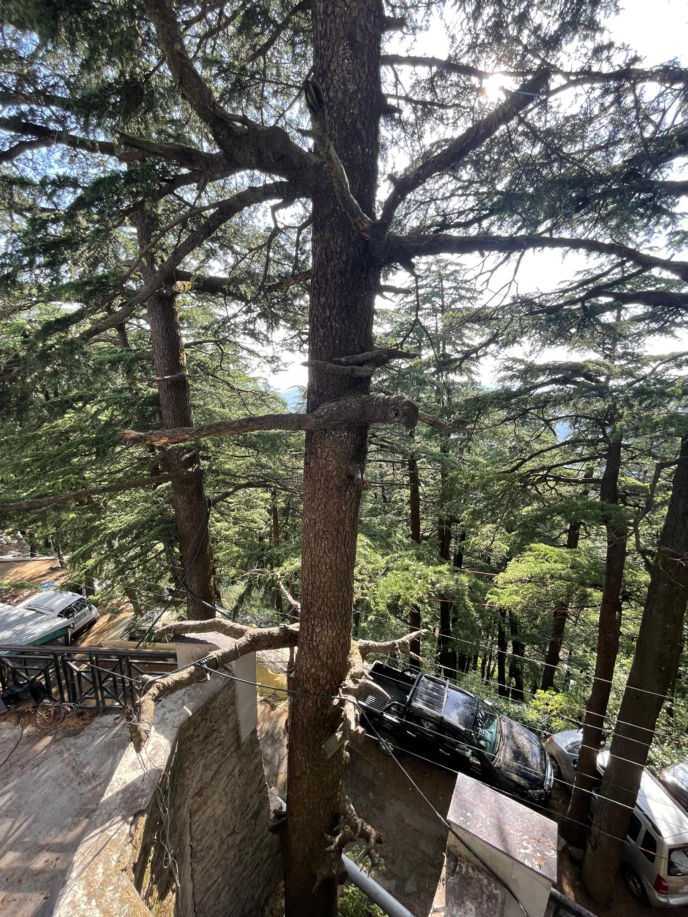 Deodar Heights