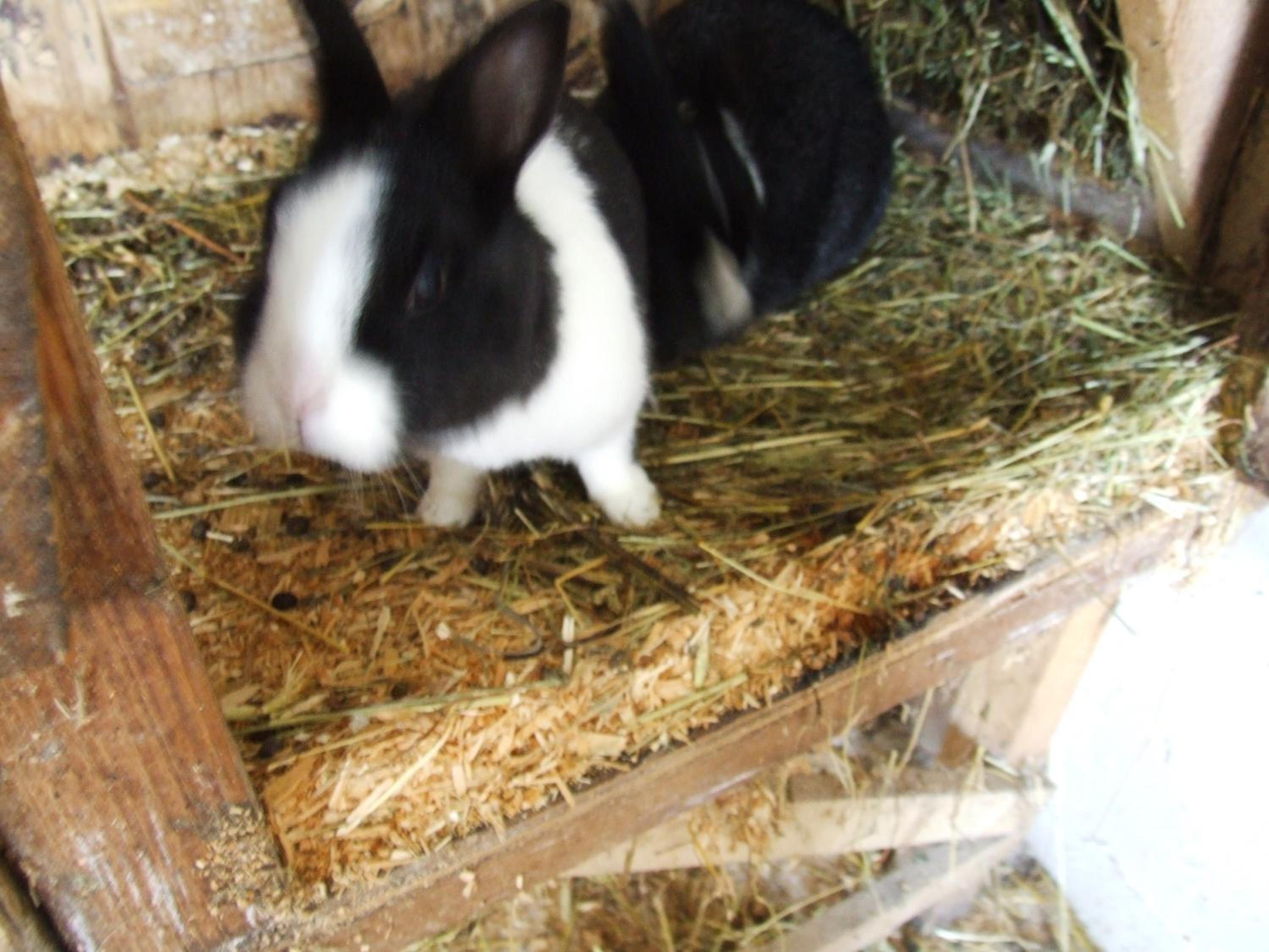 Photo 29