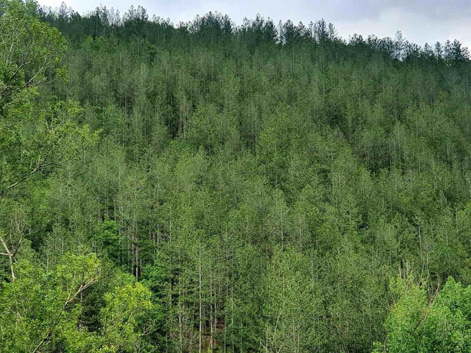 Green View 1